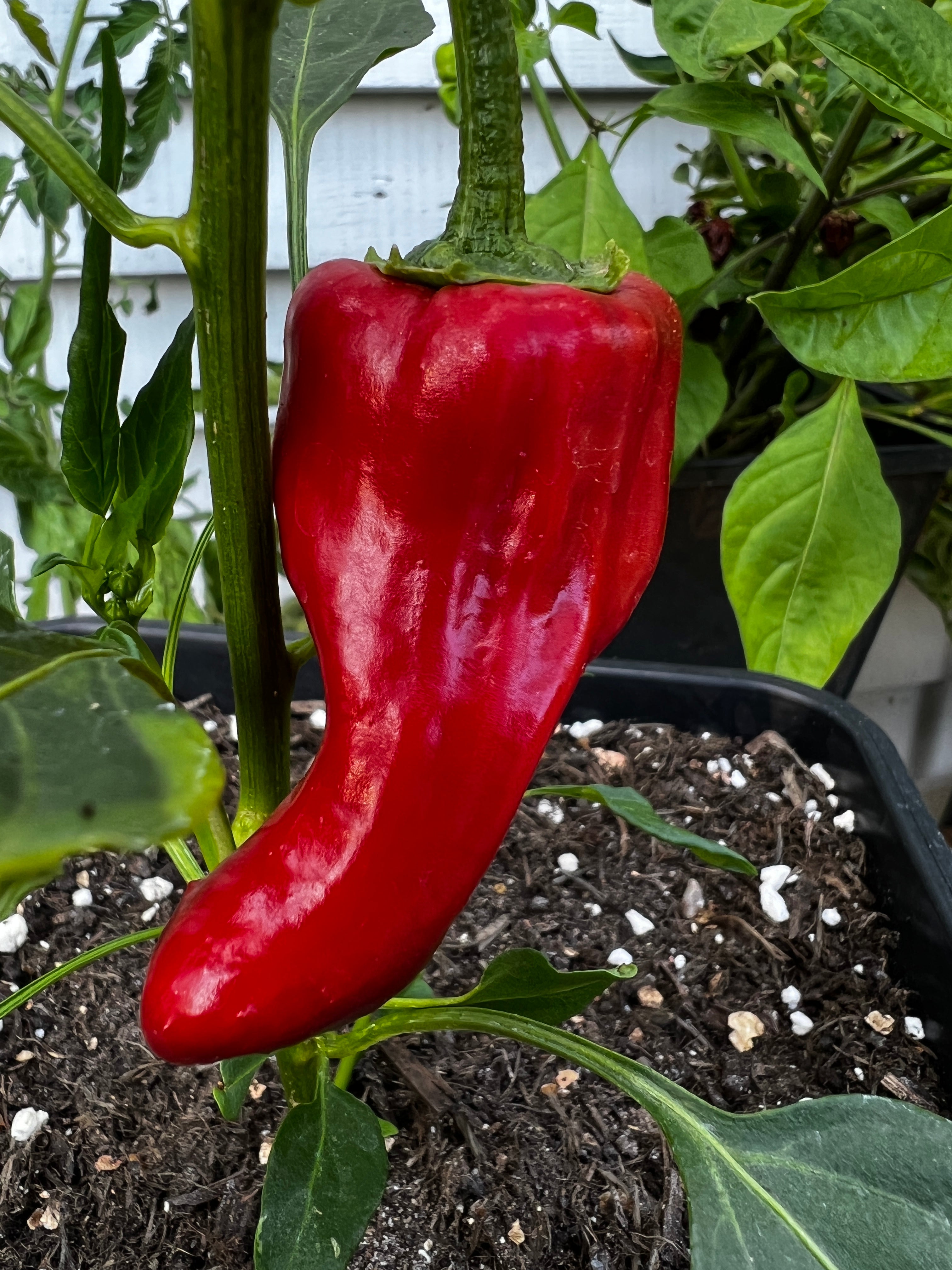 Fresh red Santa Domingo Pueblo chili pepper growing on the plant, showcasing its vibrant color and unique shape.