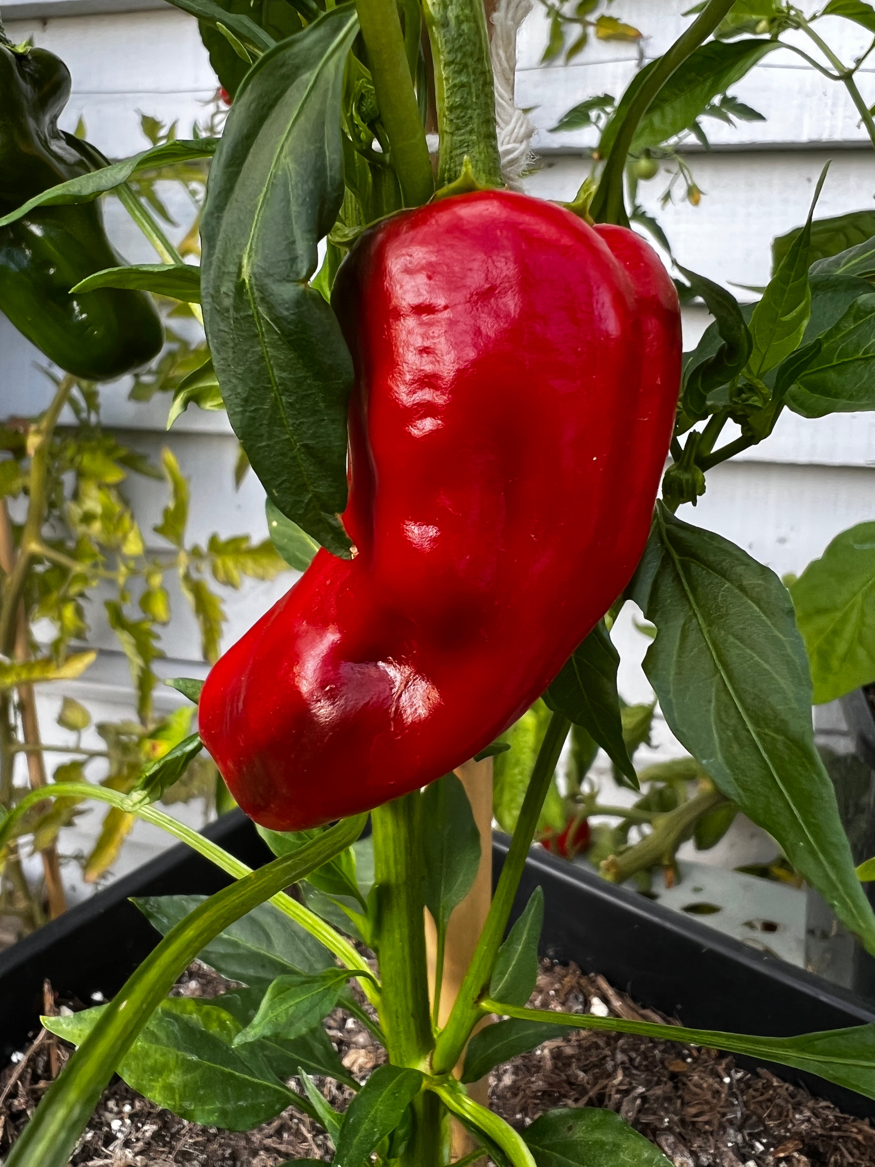 Fresh red Santa Domingo Pueblo chili pepper growing on a plant in a garden setting.