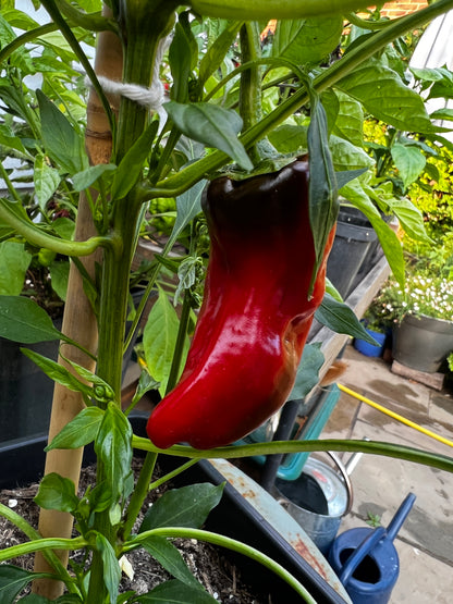 Ripe Santa Domingo Pueblo chili pepper growing on a plant in a garden setting, showcasing its vibrant red color.