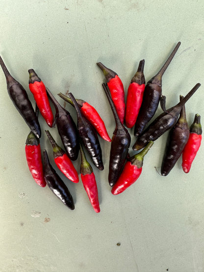 Fresh Zimbabwe Black Chilli peppers, featuring red and dark purple bullet-shaped pods on a green surface.