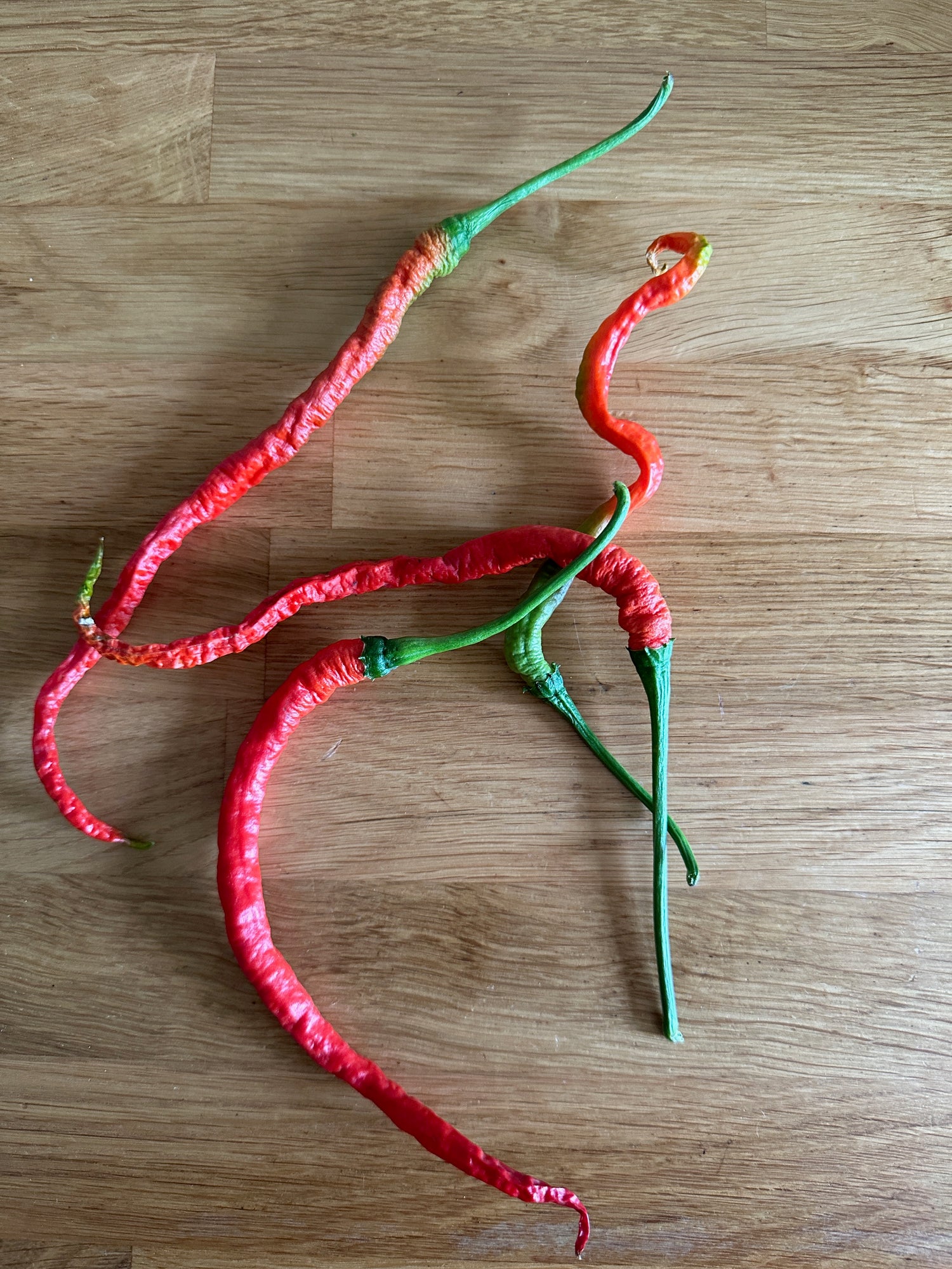 Thunder Mountain Longhorn Chilli