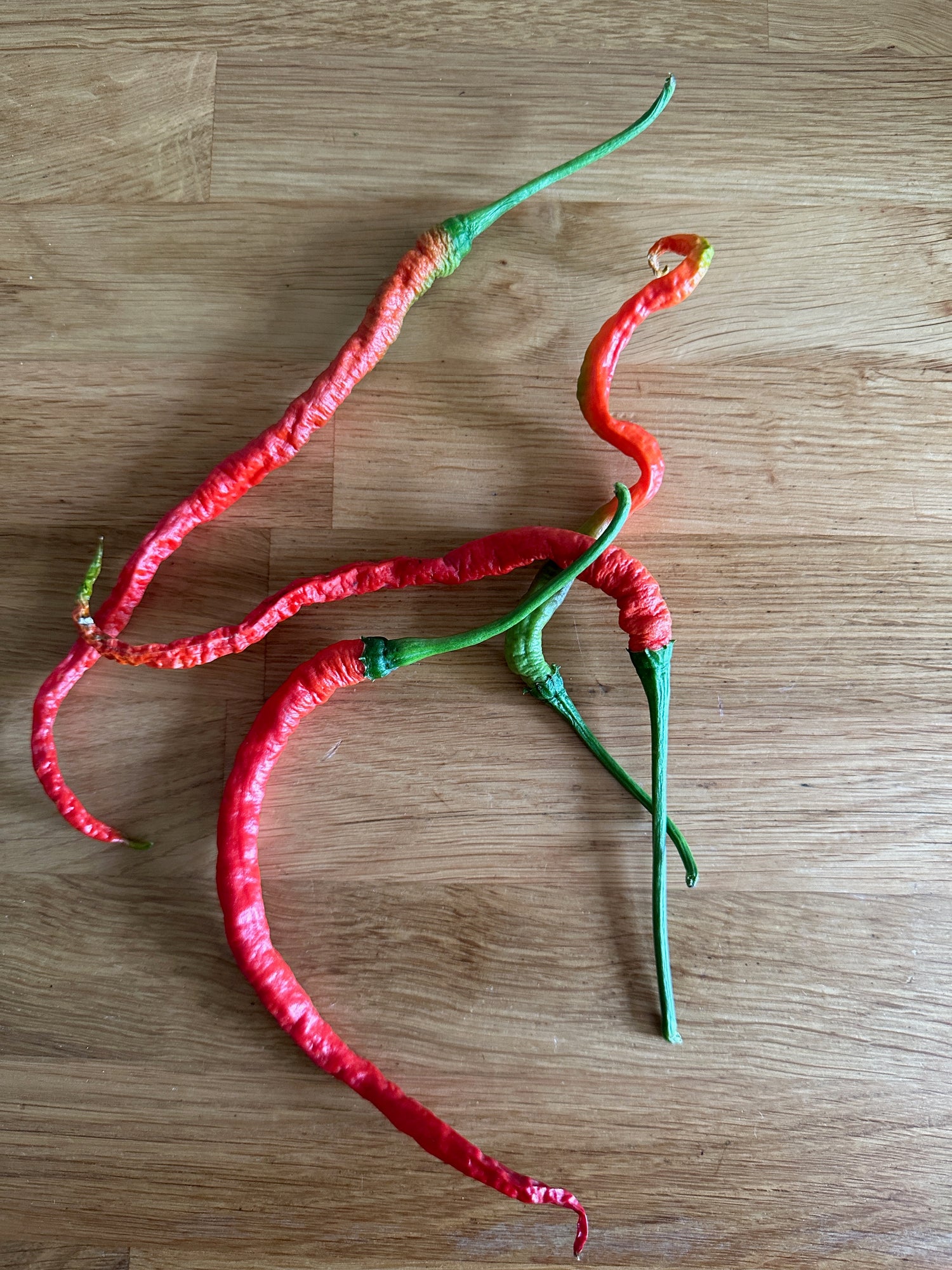 Thunder Mountain Longhorn Chilli