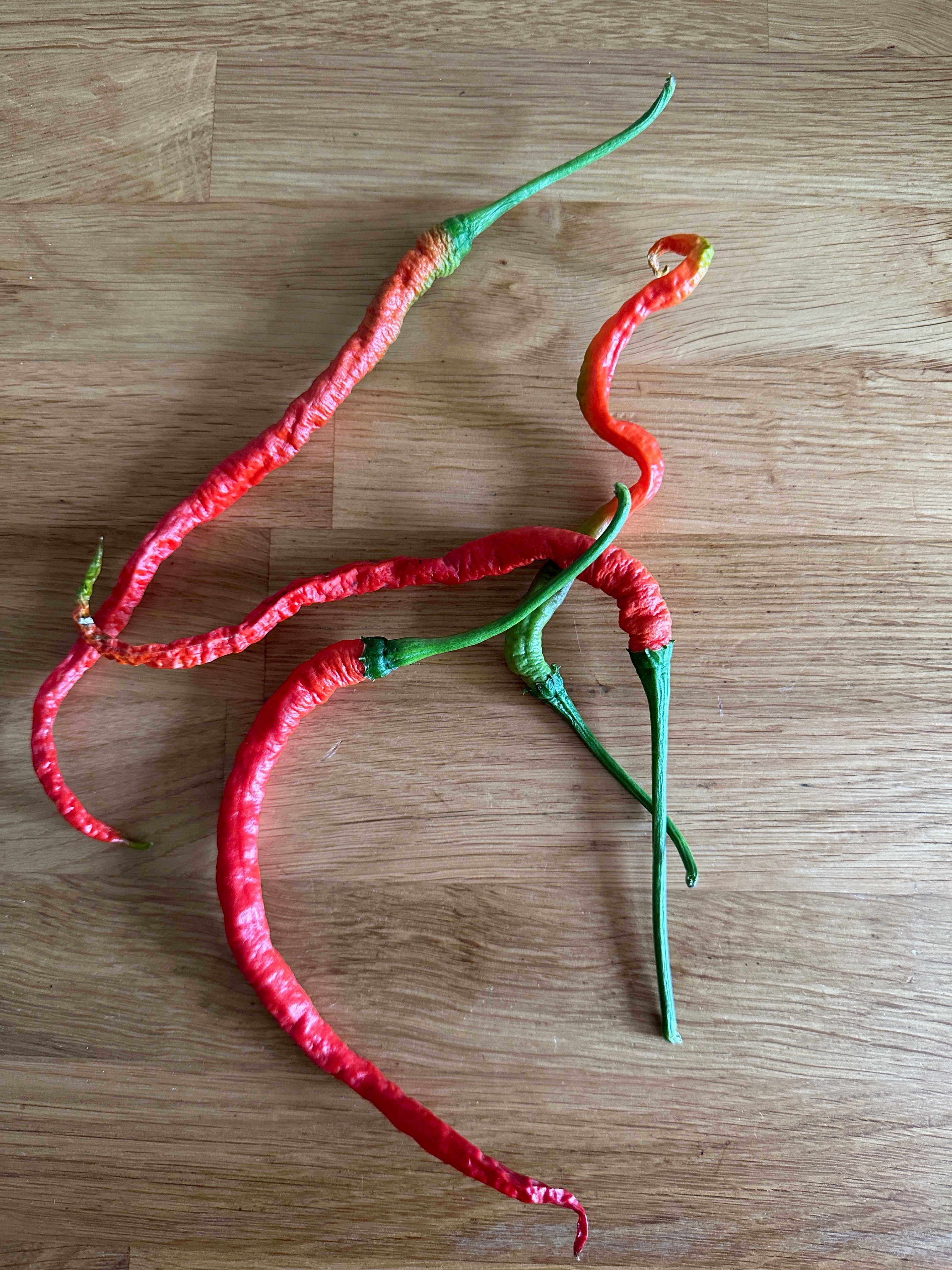 Thunder Mountain Longhorn Chilli