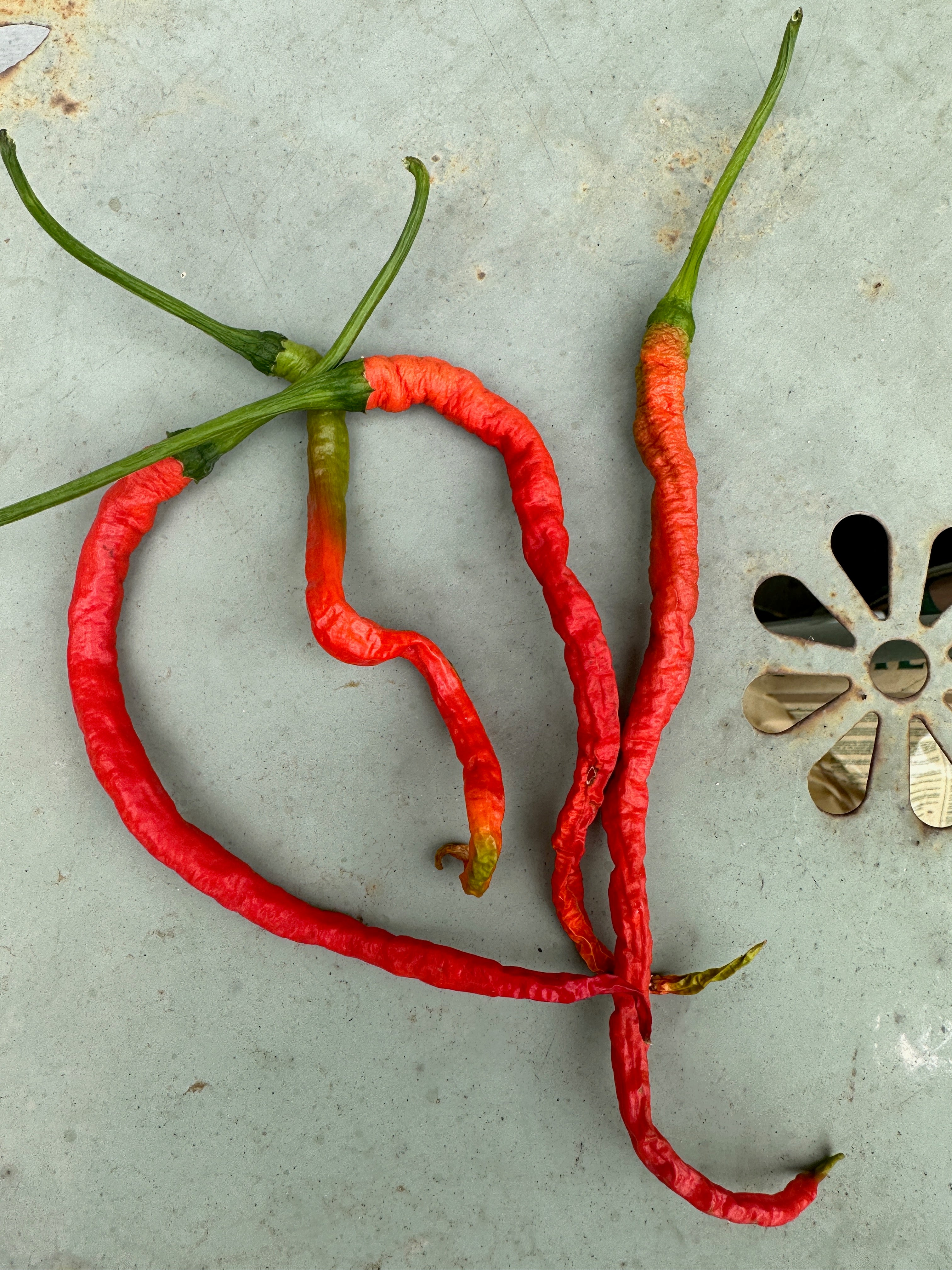 Thunder Mountain Longhorn Chilli