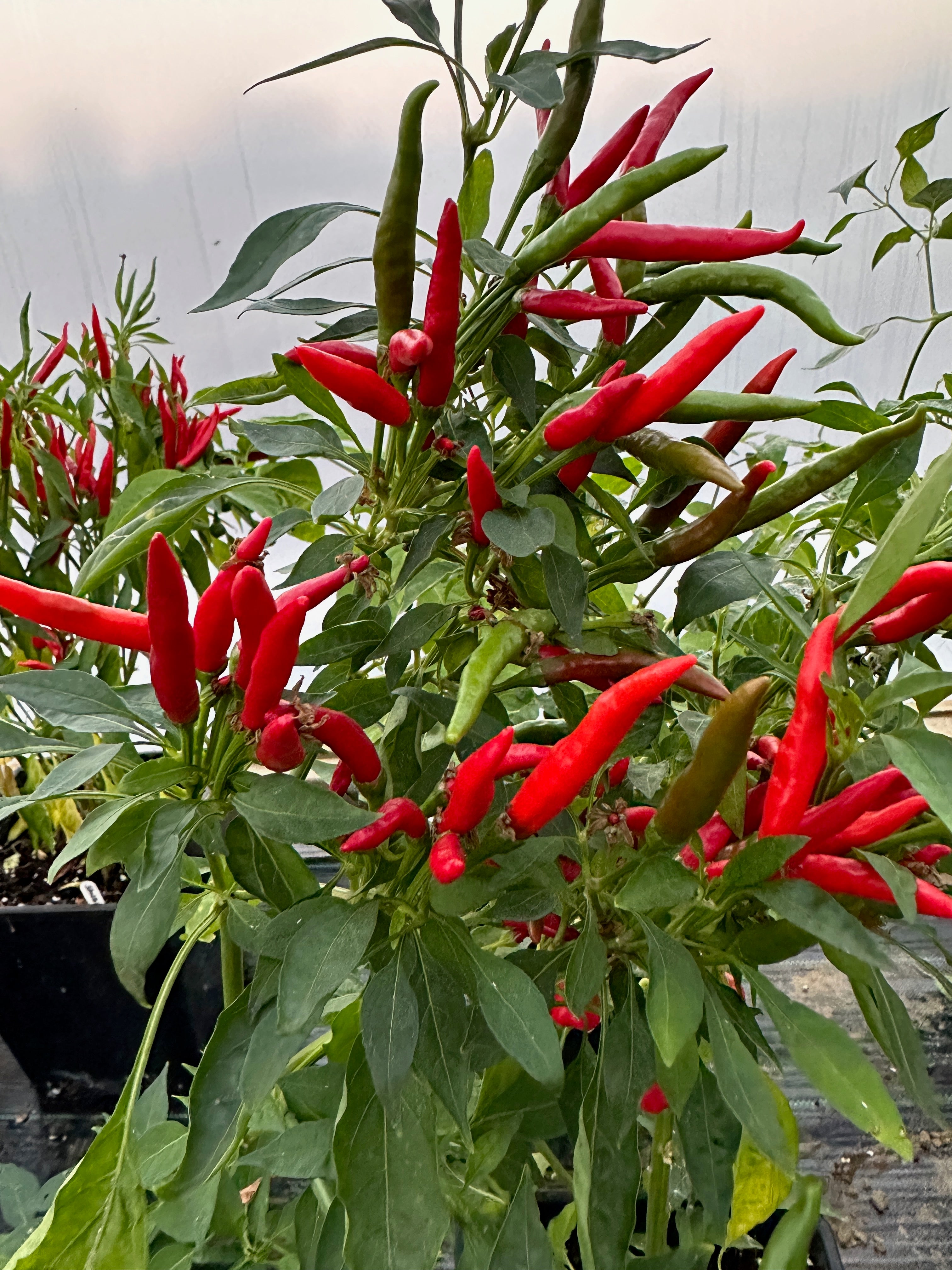 Thai Dragon Chilli plant with vibrant red pods, Capsicum Annuum, compact and bushy, grown in open pollinated environment.