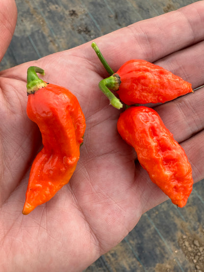 Freshly picked Bhut Jolokia red chillies displayed on a hand, showcasing their vibrant colour and renowned spicy heat.