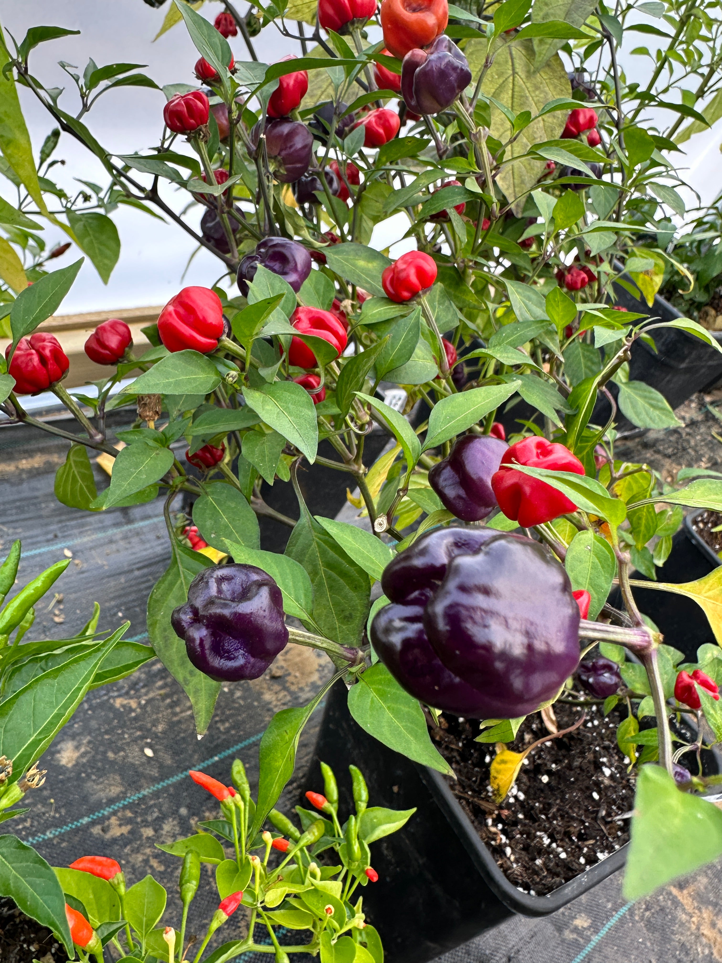 Purple Pumpkin Chilli plant with vibrant purple and red pods growing in a garden setting.