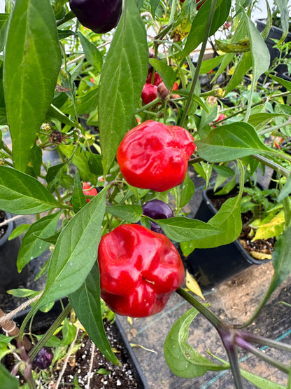 Ripe red Purple Pumpkin Chilli peppers on the plant among green leaves, showcasing vibrant colors.