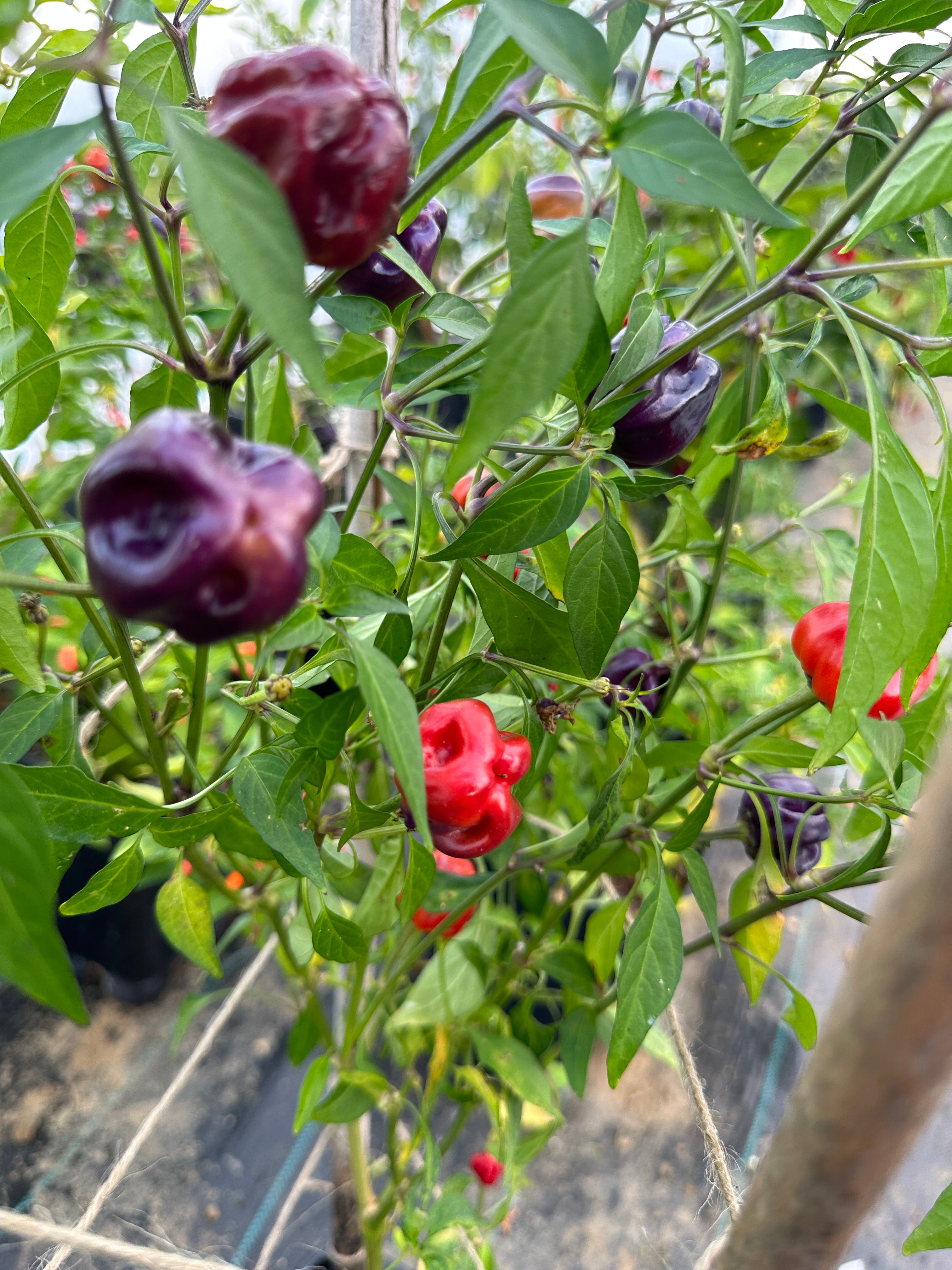 Close-up of Purple Pumpkin Chilli plants with vibrant red and purple pods growing among lush green leaves.