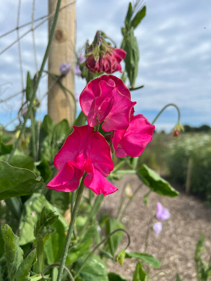 Bright pink ruffled Sweet Pea Mumsie flowers blooming in a garden with a wooden stake in the background.