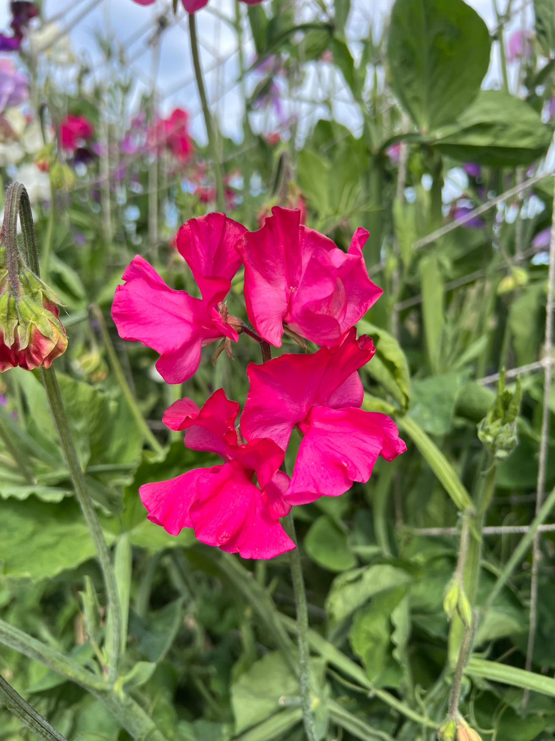 Bright pink Sweet Pea Mumsie flowers with ruffled petals and green foliage in garden.