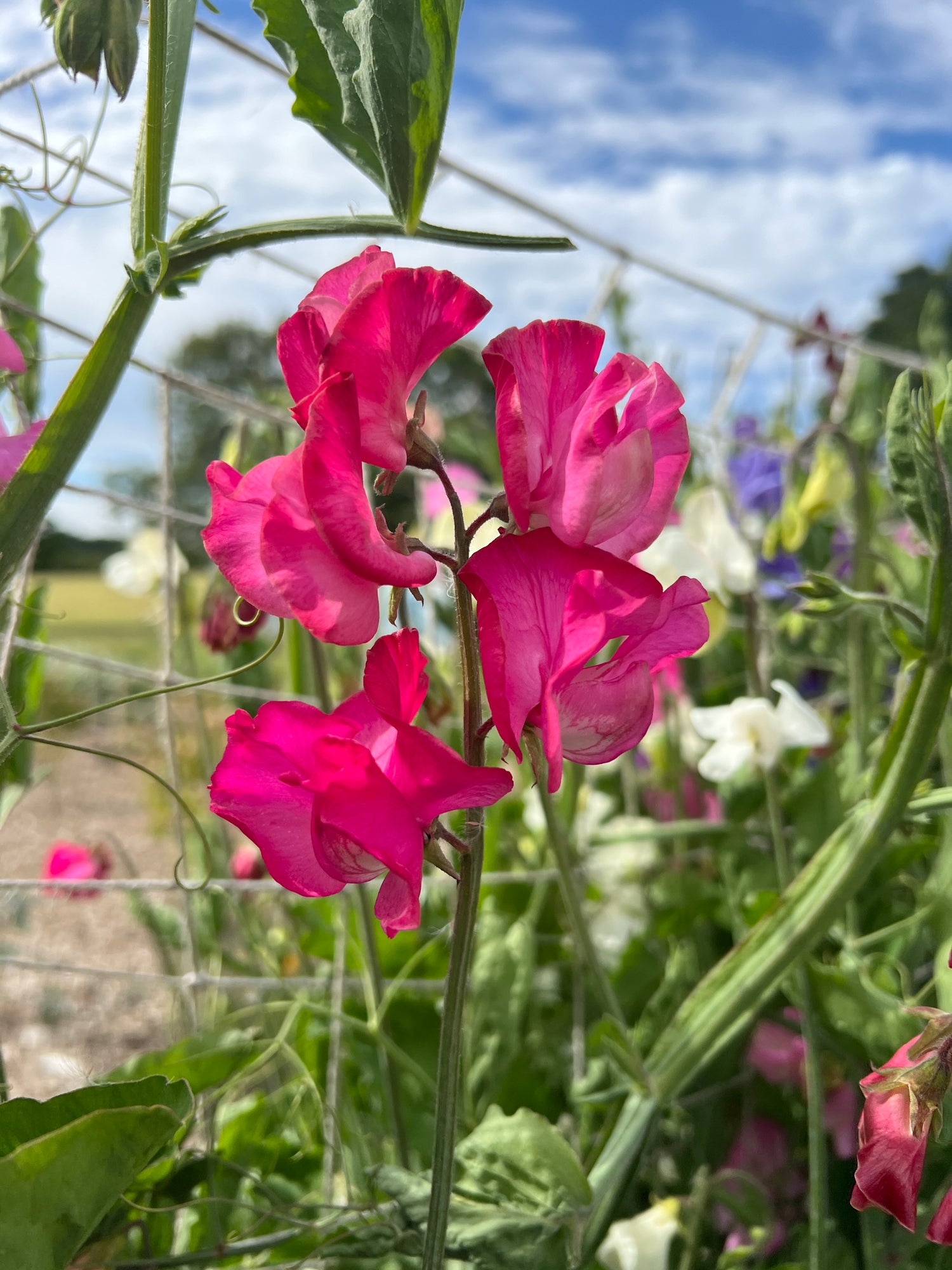 Bright pink Sweet Pea Mumsie flowers with ruffled petals growing in a garden, perfect for adding color and fragrance.