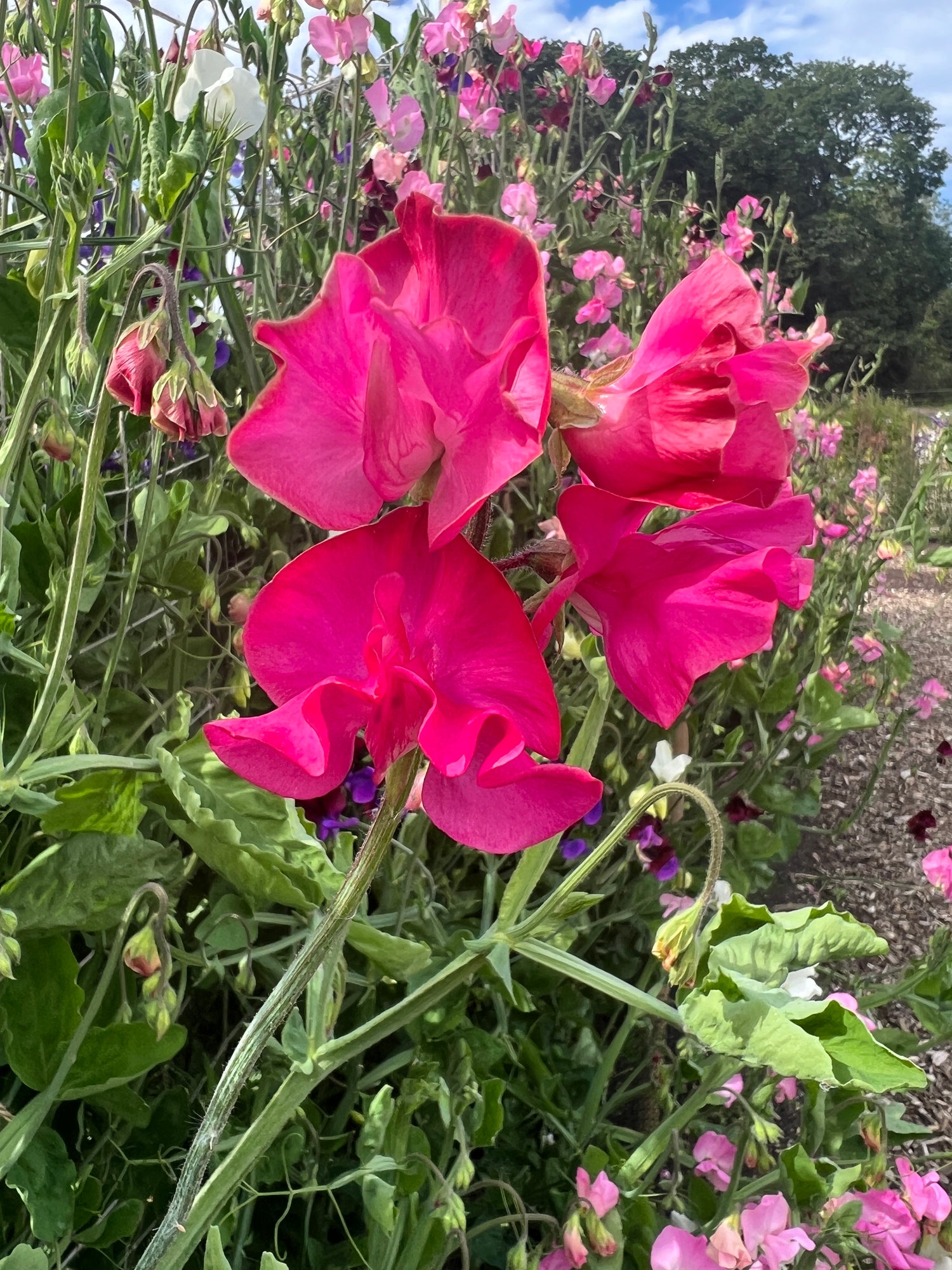 Bright pink Sweet Pea Mumsie flowers in bloom, showcasing large, ruffled petals and vibrant green foliage in a garden setting.