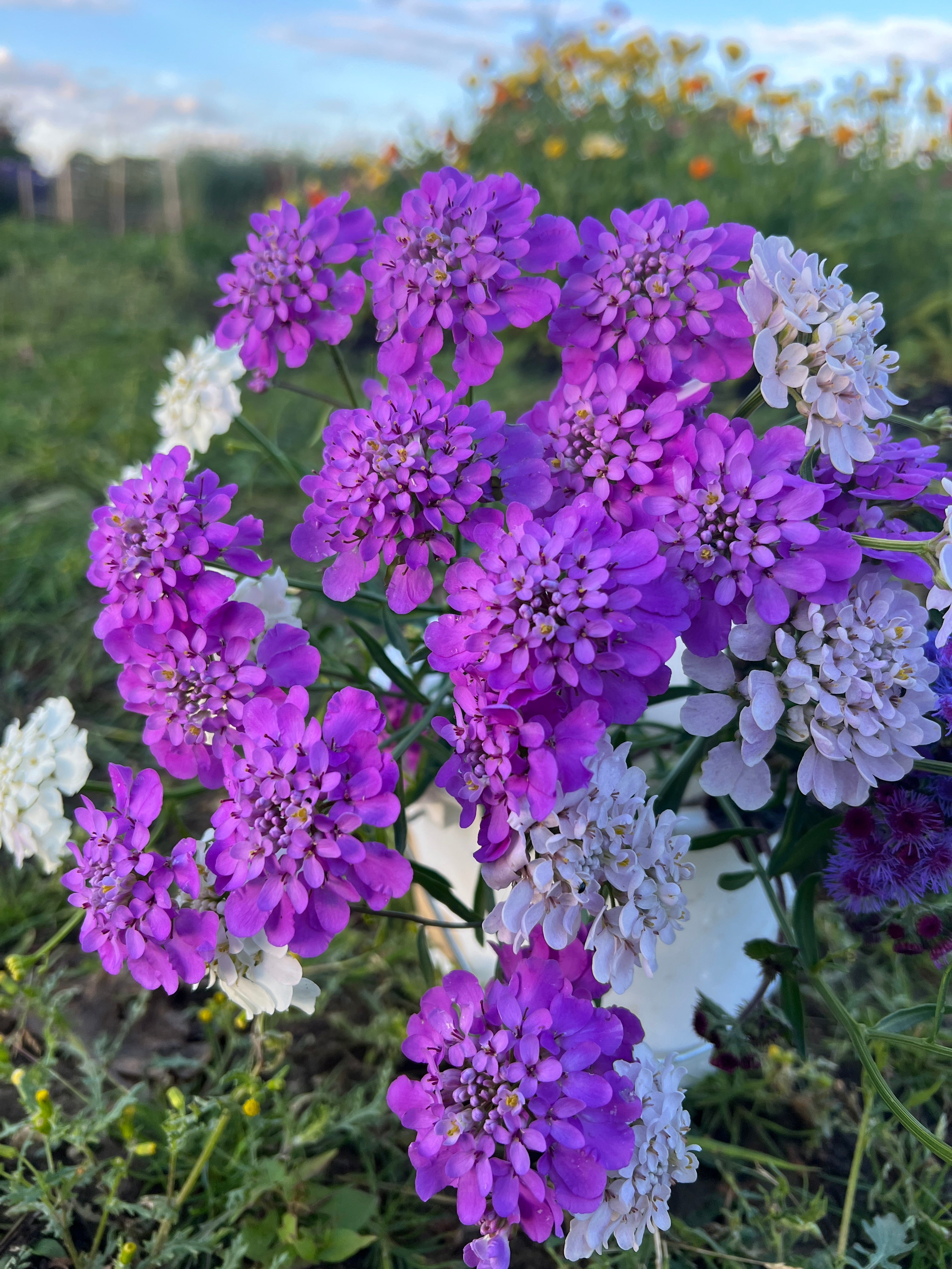 Purple and white Candytuft Crown Mixed flowers blooming in a garden, attracting bees and pollinators, perfect for cut flower arrangements.