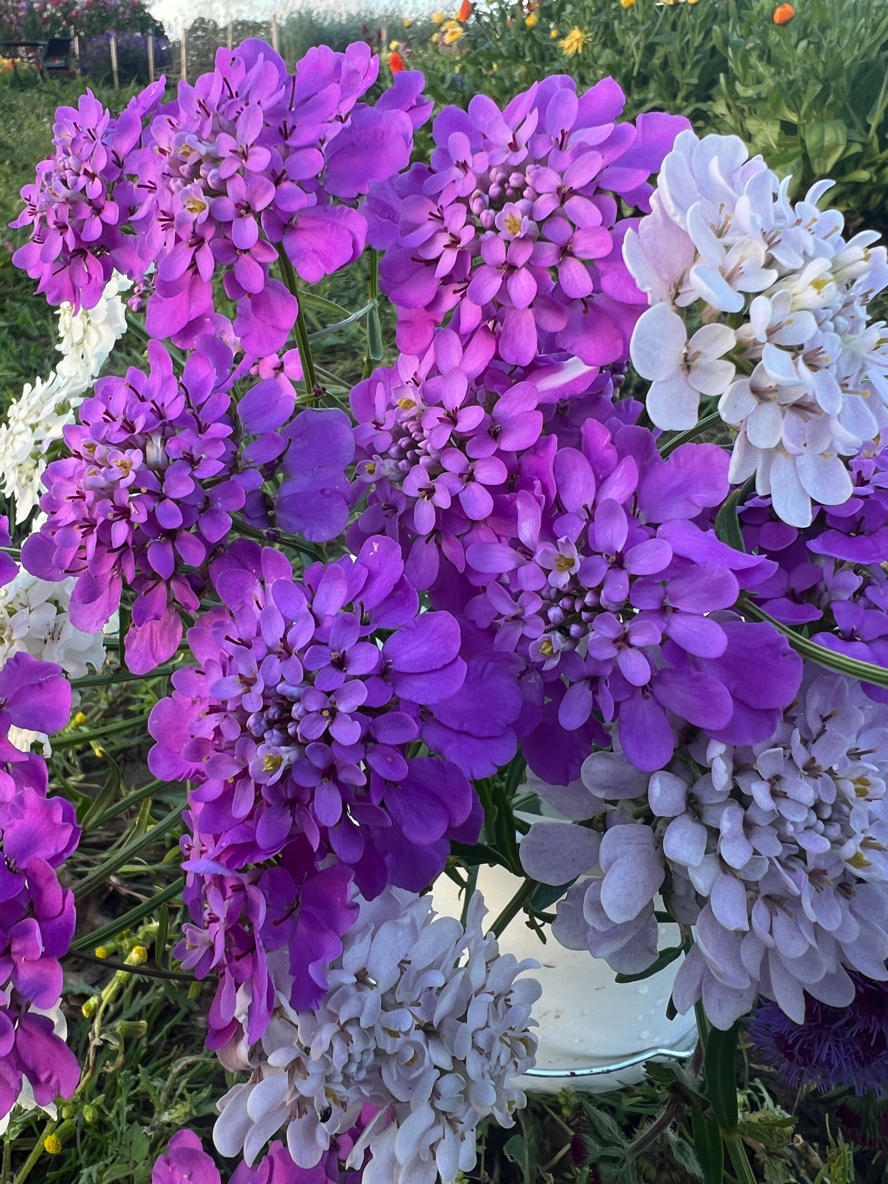 Vibrant Candytuft Crown Mixed flowers in purple and white clusters, blooming in a garden setting. Perfect for cut arrangements and pollinator attraction.