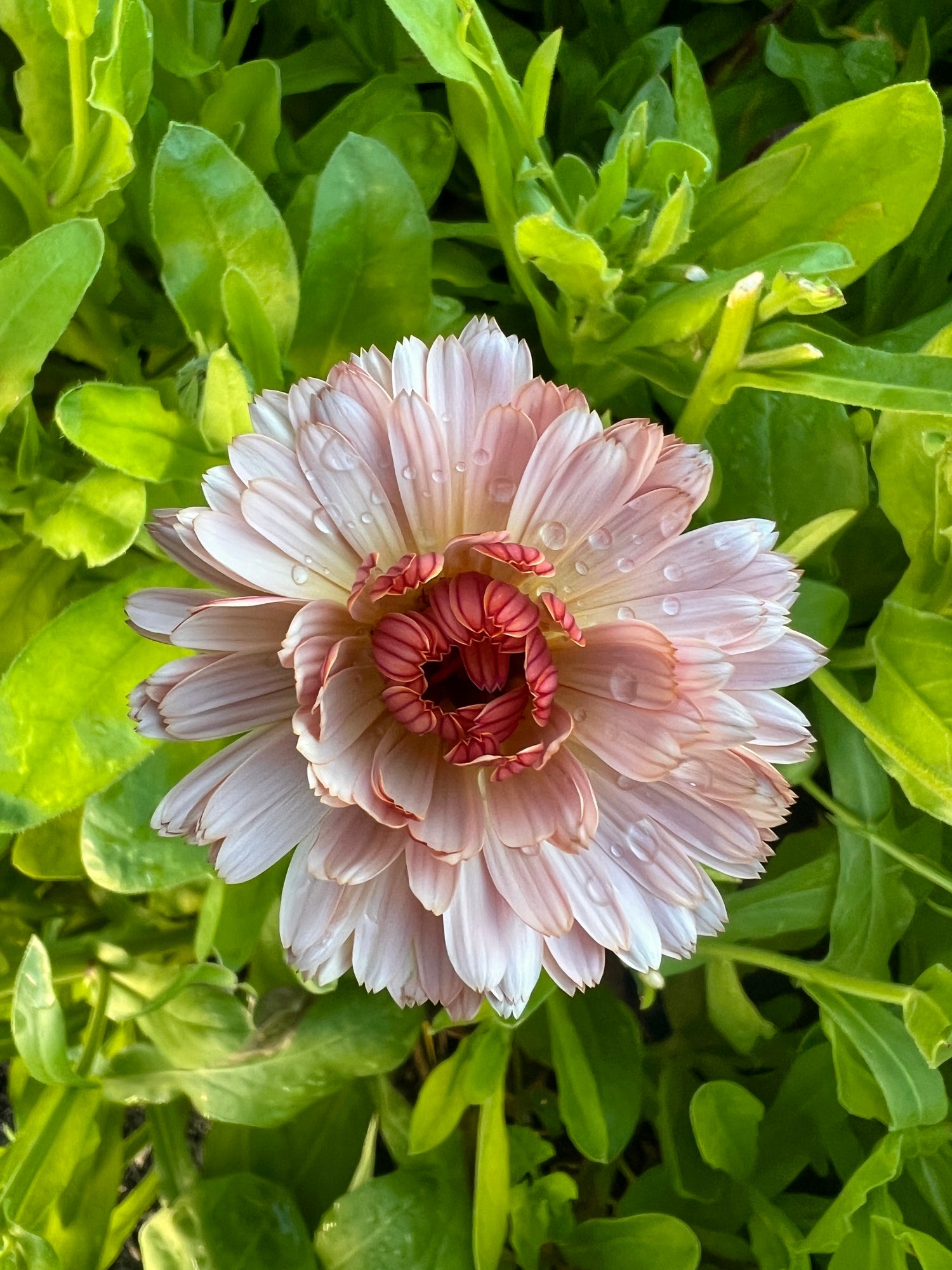 Calendula Sherbet Fizz with buff blooms and rich red petals surrounded by lush green foliage.