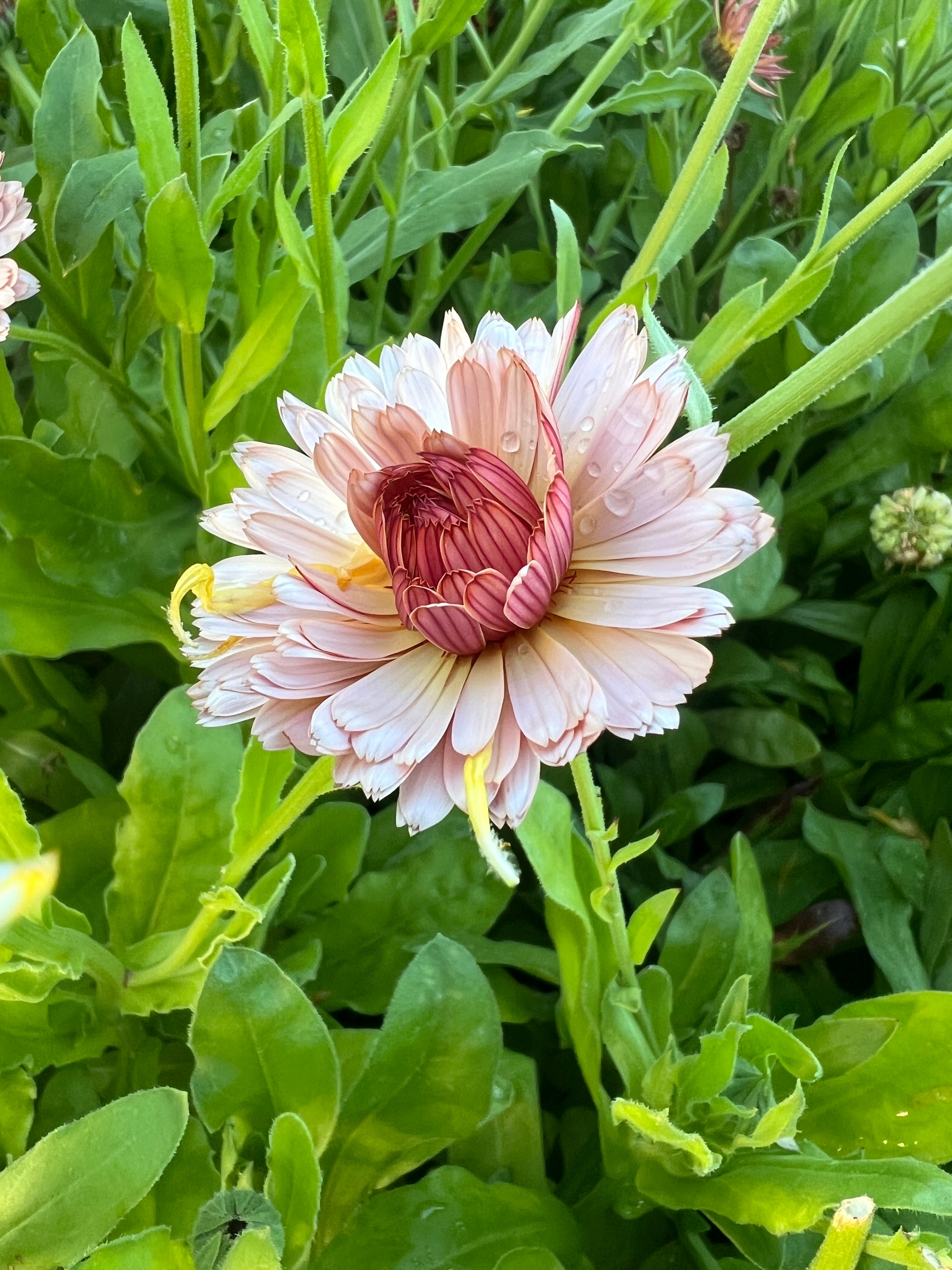 Buff and red Calendula Sherbet Fizz bloom amidst lush green foliage in a garden.