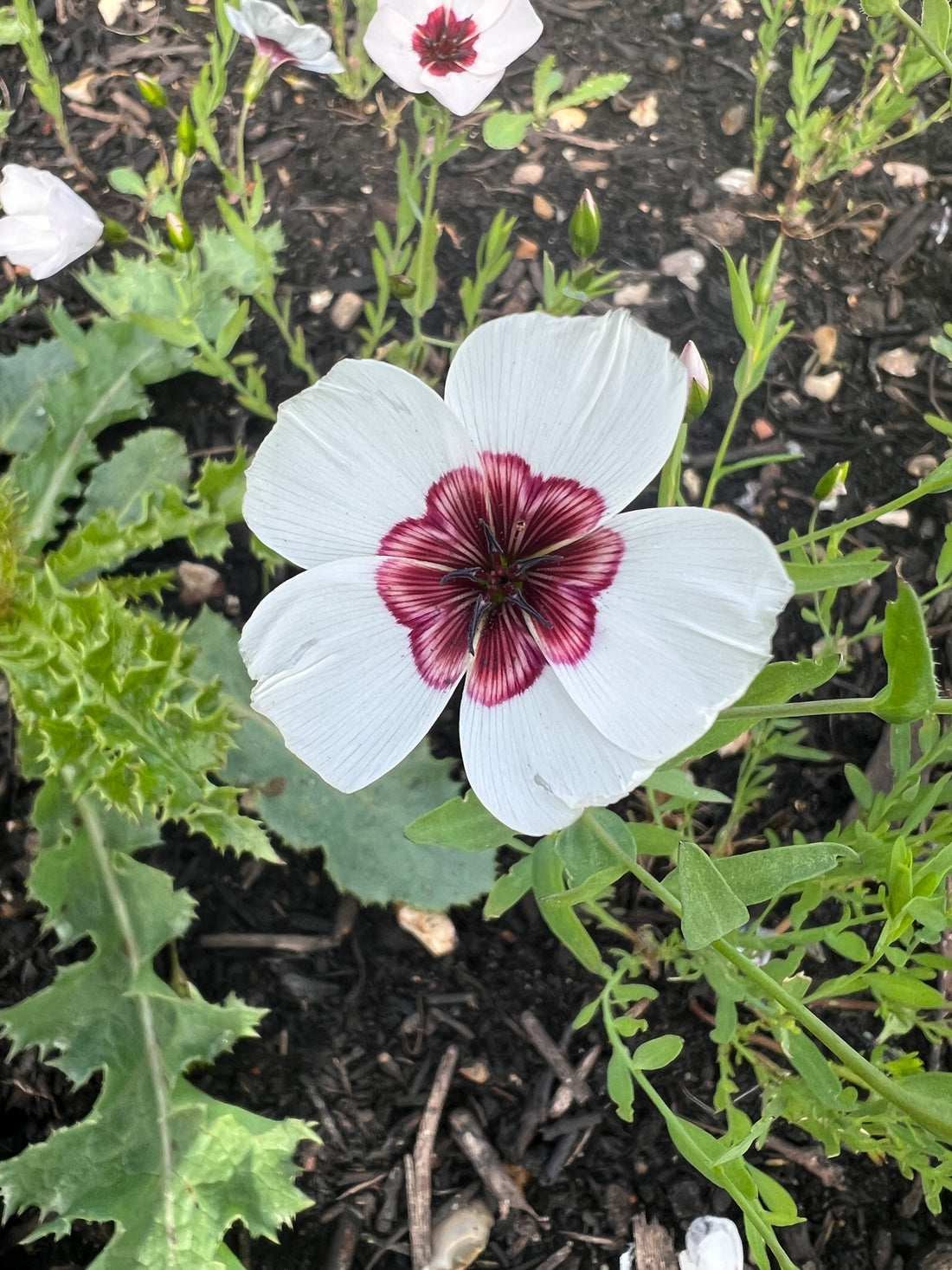 White Linum Grandiflorum Bright Eyes flower with scarlet center, also known as Flowering Flax, blooming in a garden