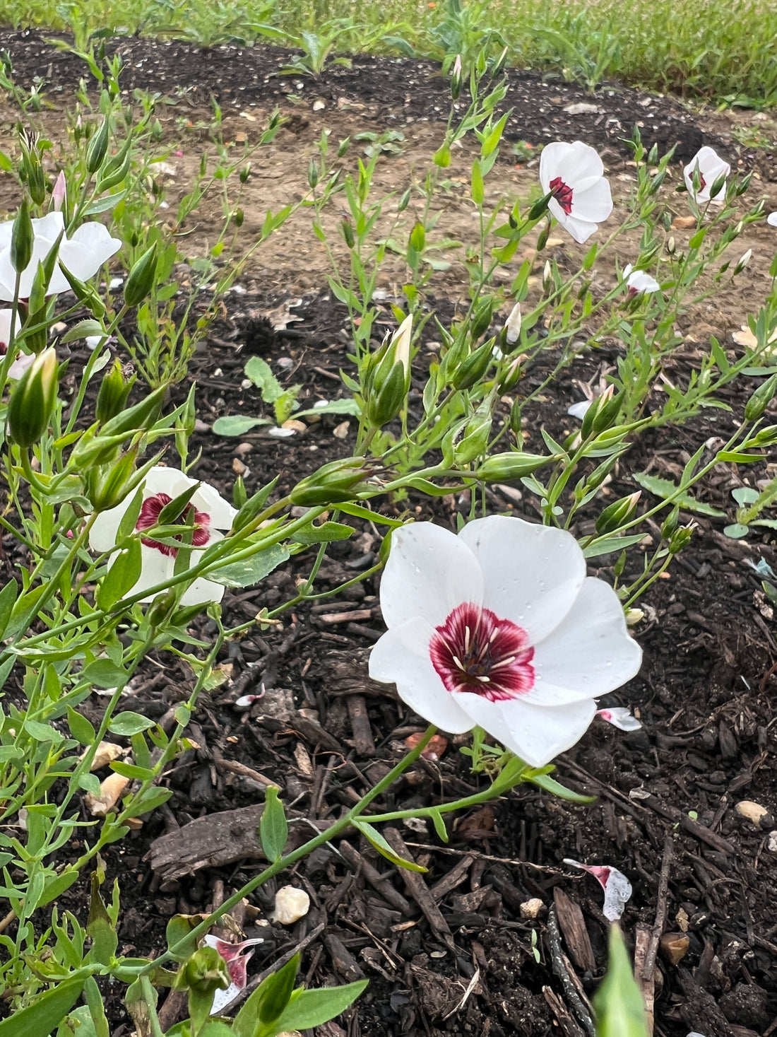 Linum Grandiflorum Bright Eyes flowers with white petals and scarlet centers growing in a garden, showcasing their silky texture.