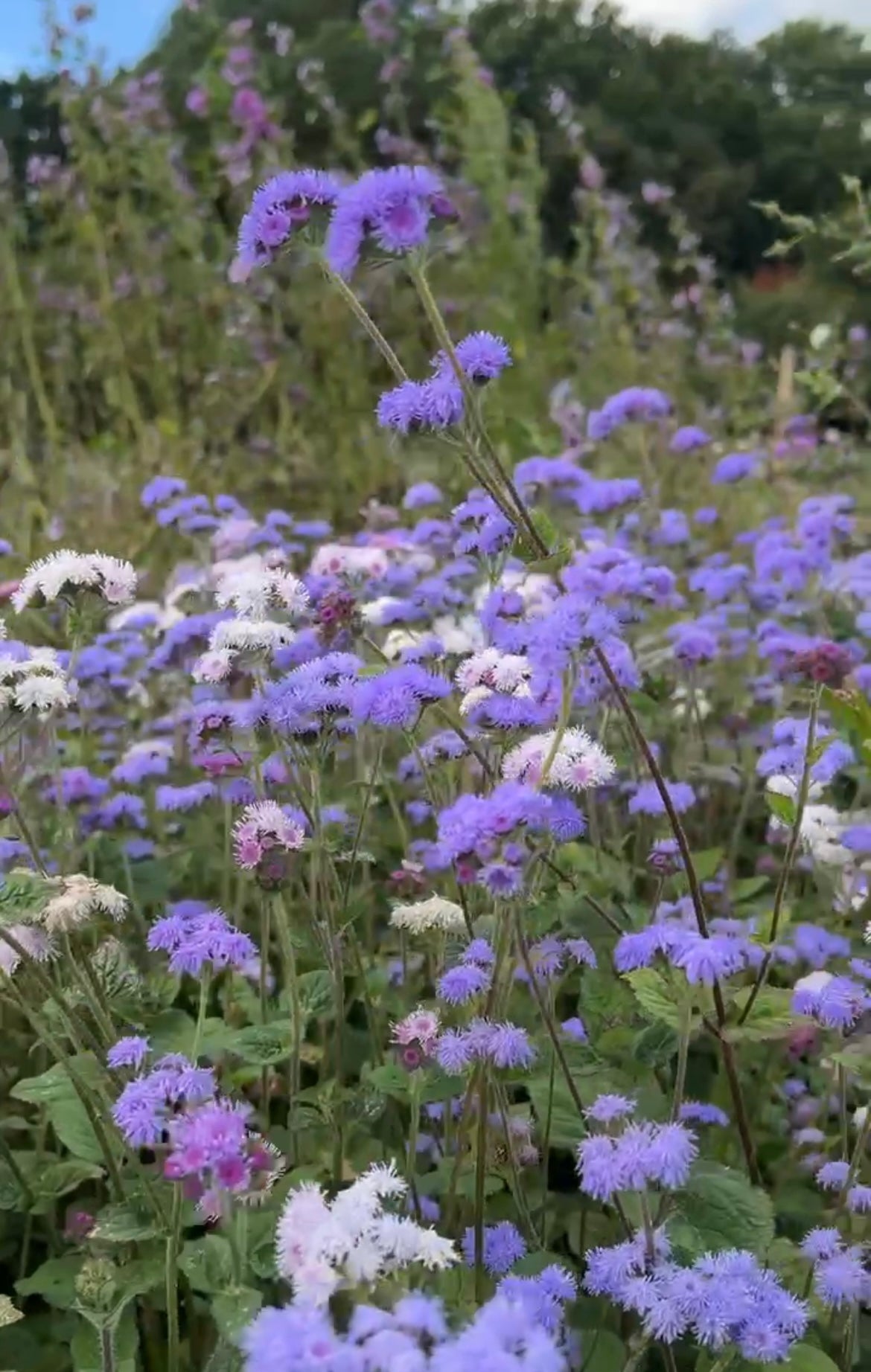 Colourful Ageratum flowers in a field, showcasing a mix of purple and white blooms in a vibrant natural setting.