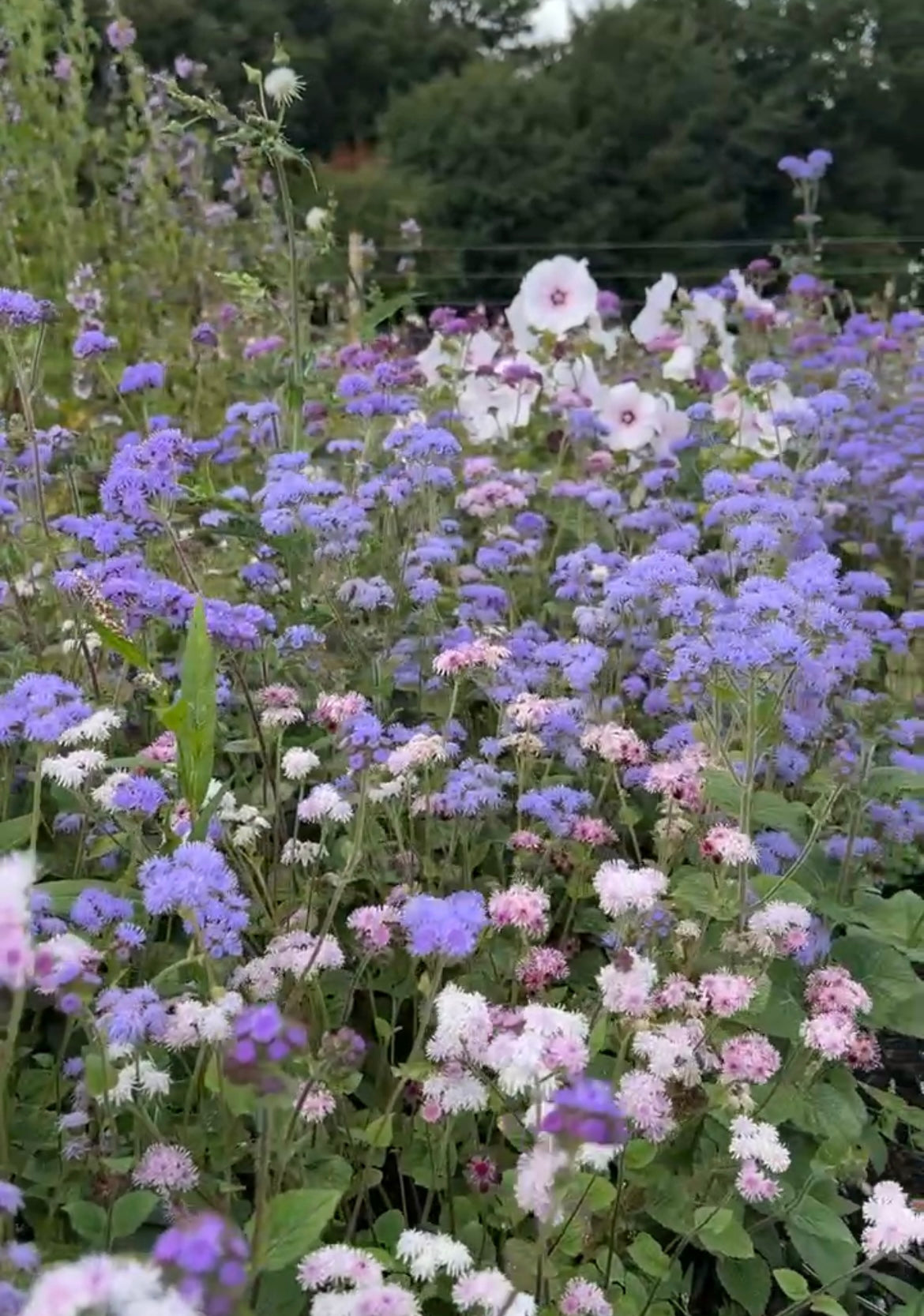 vibrant mix of colourful flowers in bloom, showcasing purple and pink varieties in a lush garden setting.