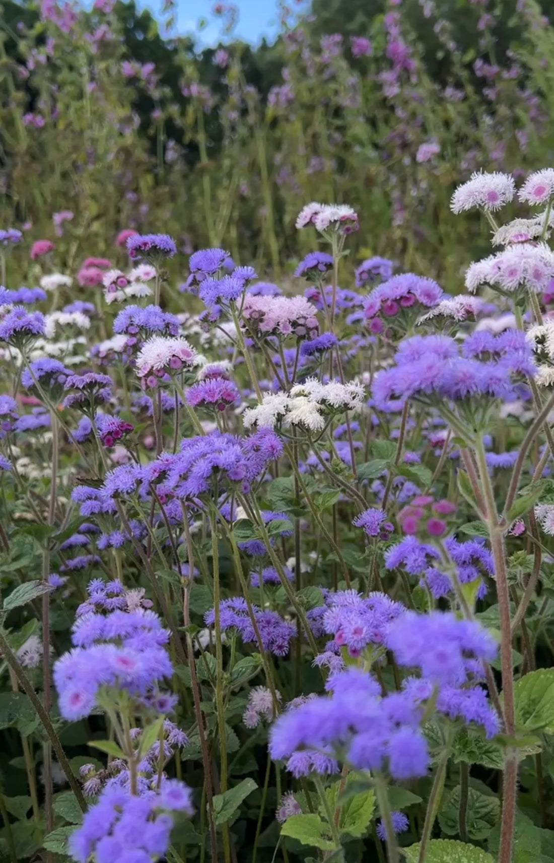 Colourful Ageratum flowers in purple, white, and pink blooming in a sunny garden setting.