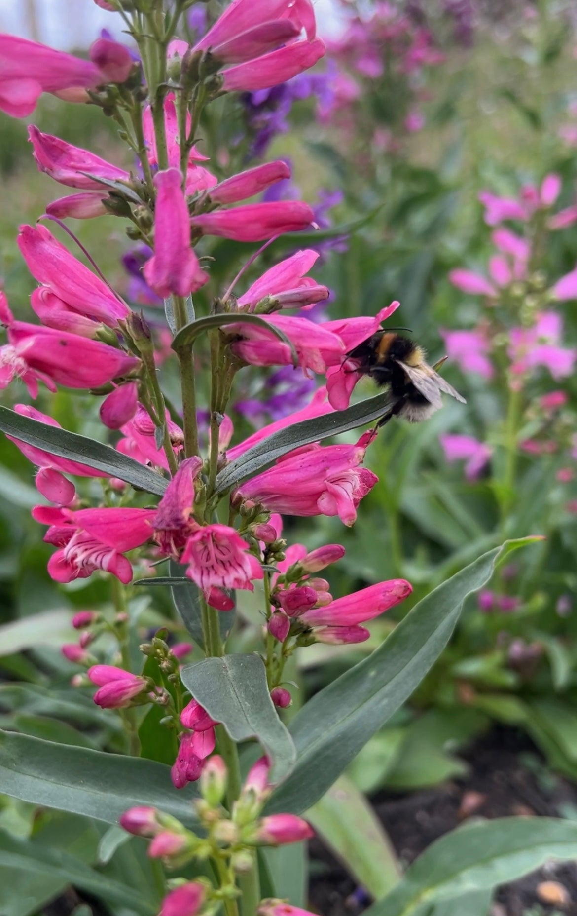 Close-up of pink Penstemon Cambridge Mix flowers with a bee pollinating among lush green foliage.