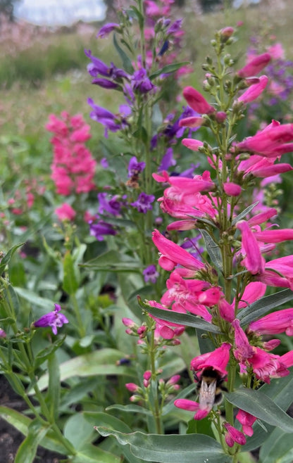 Vibrant Penstemon Cambridge Mix flowers in pink and purple blooming in a garden, showcasing their beauty during summer.