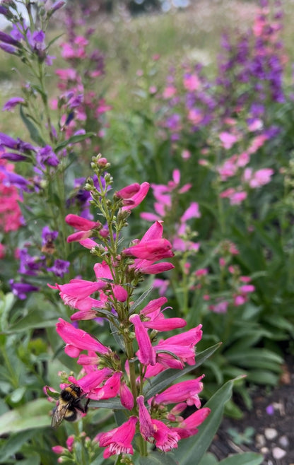 Vibrant pink Penstemon flowers in a garden, attracting a bee among other colourful blossoms.