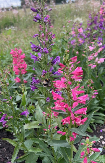 Vibrant garden flowers in pink and purple hues with a bee collecting nectar in a sunny outdoor setting.