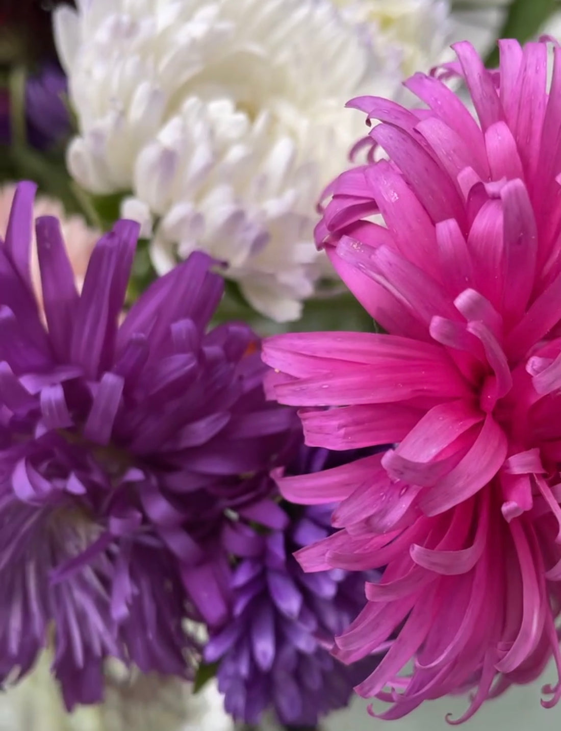 Colourful close-up of purple, pink, and white flowers from the Valentine&