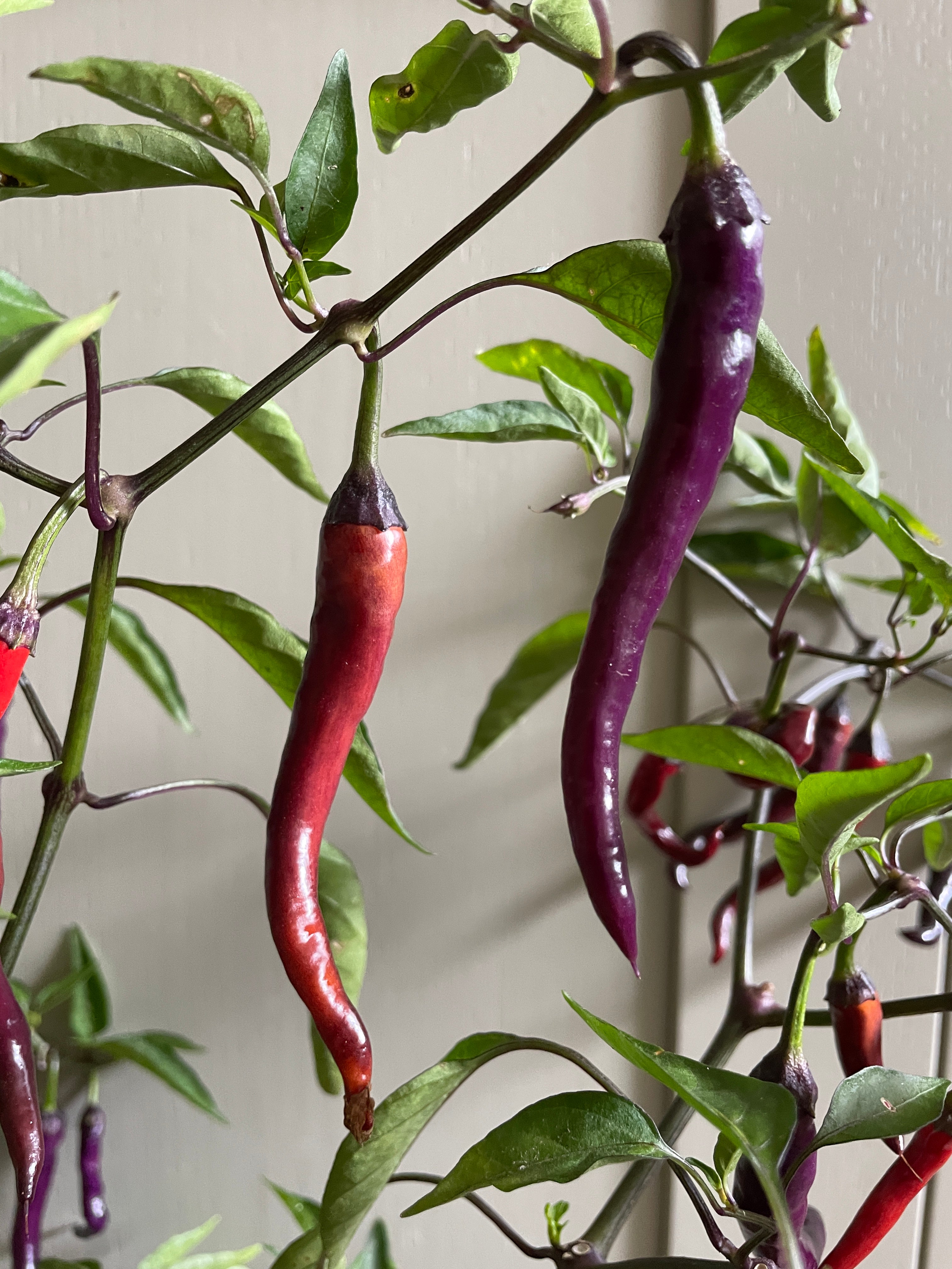 Buena Mulata chillies showcasing red and purple pods on a vibrant green plant, emphasizing their unique colors and shapes.