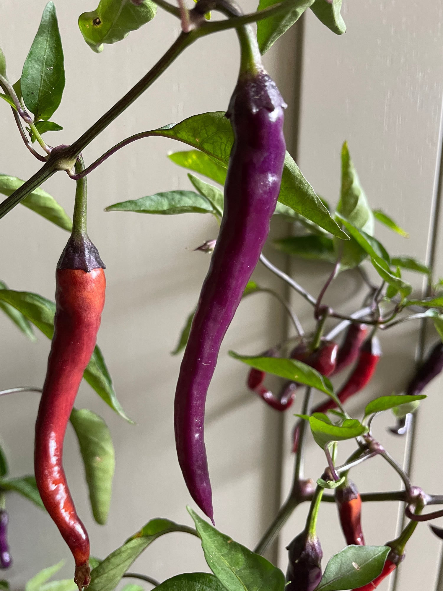 Colorful Buena Mulata chili peppers, showcasing red and purple pods, growing on a plant against a neutral background.