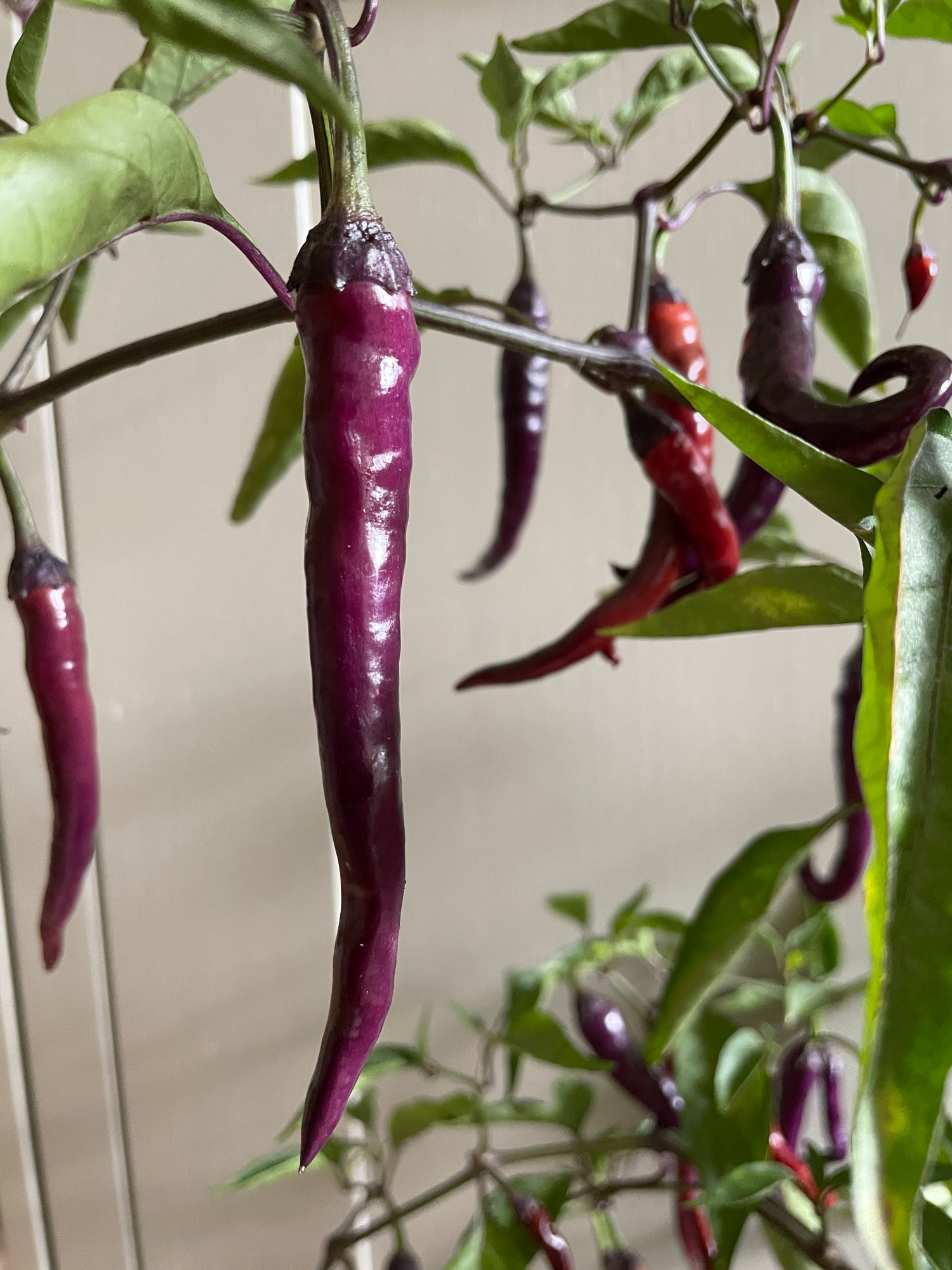 Fresh Buena Mulata chili peppers hanging on a plant, showcasing their vibrant purple and red colors.