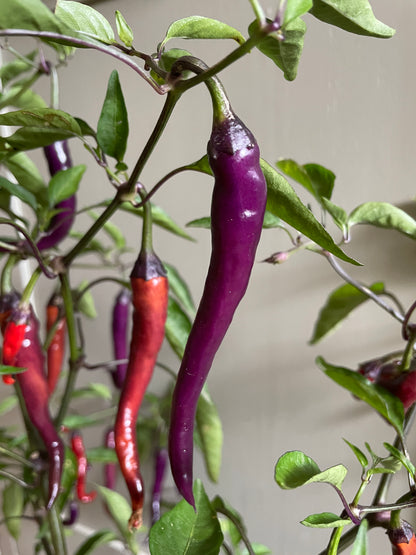 Purple Buena Mulata chili peppers growing on a lush plant, showcasing vibrant colors and a healthy appearance.