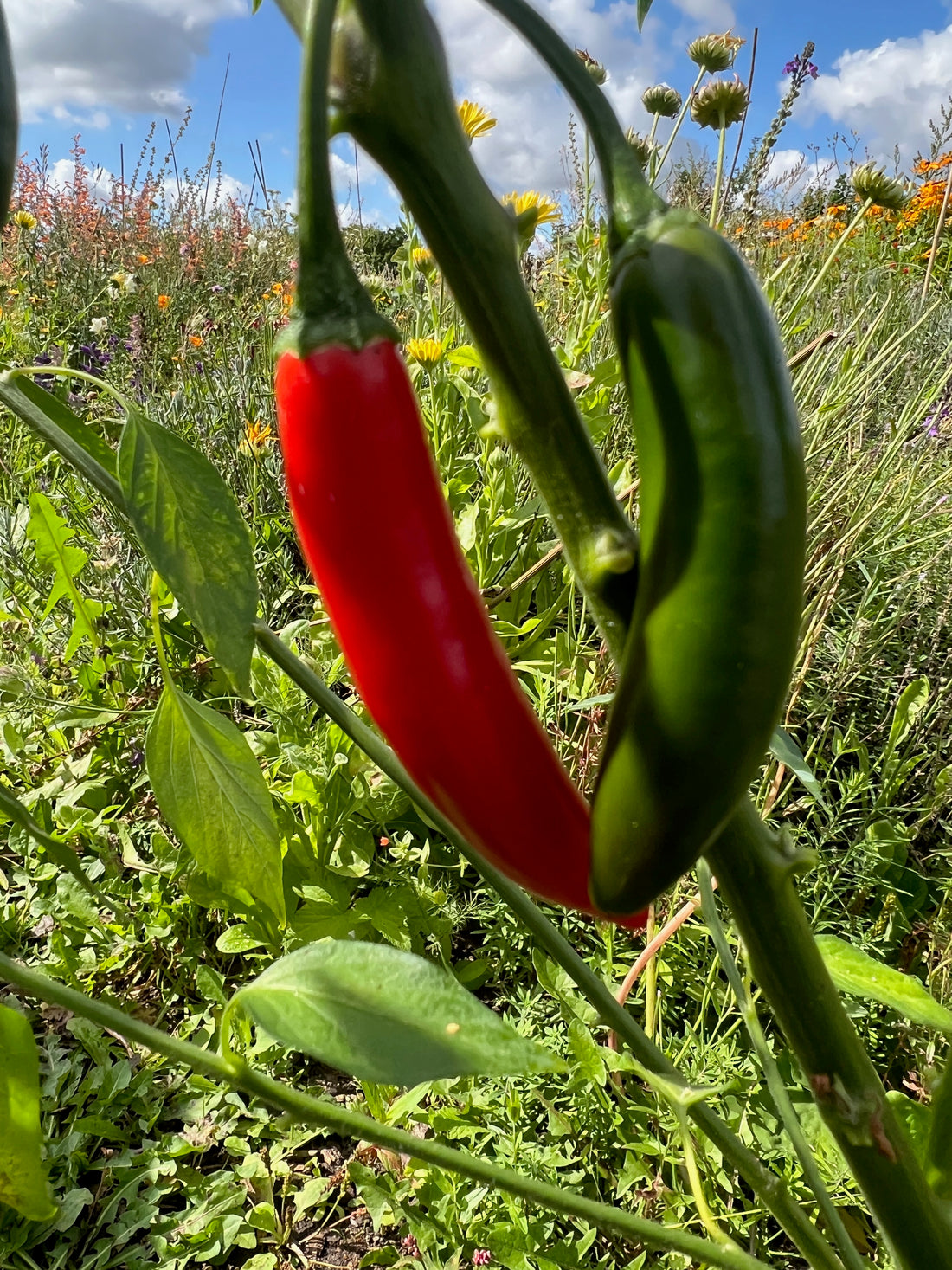 Ripe red and green Serrano chillies growing in a vibrant garden under a clear blue sky.