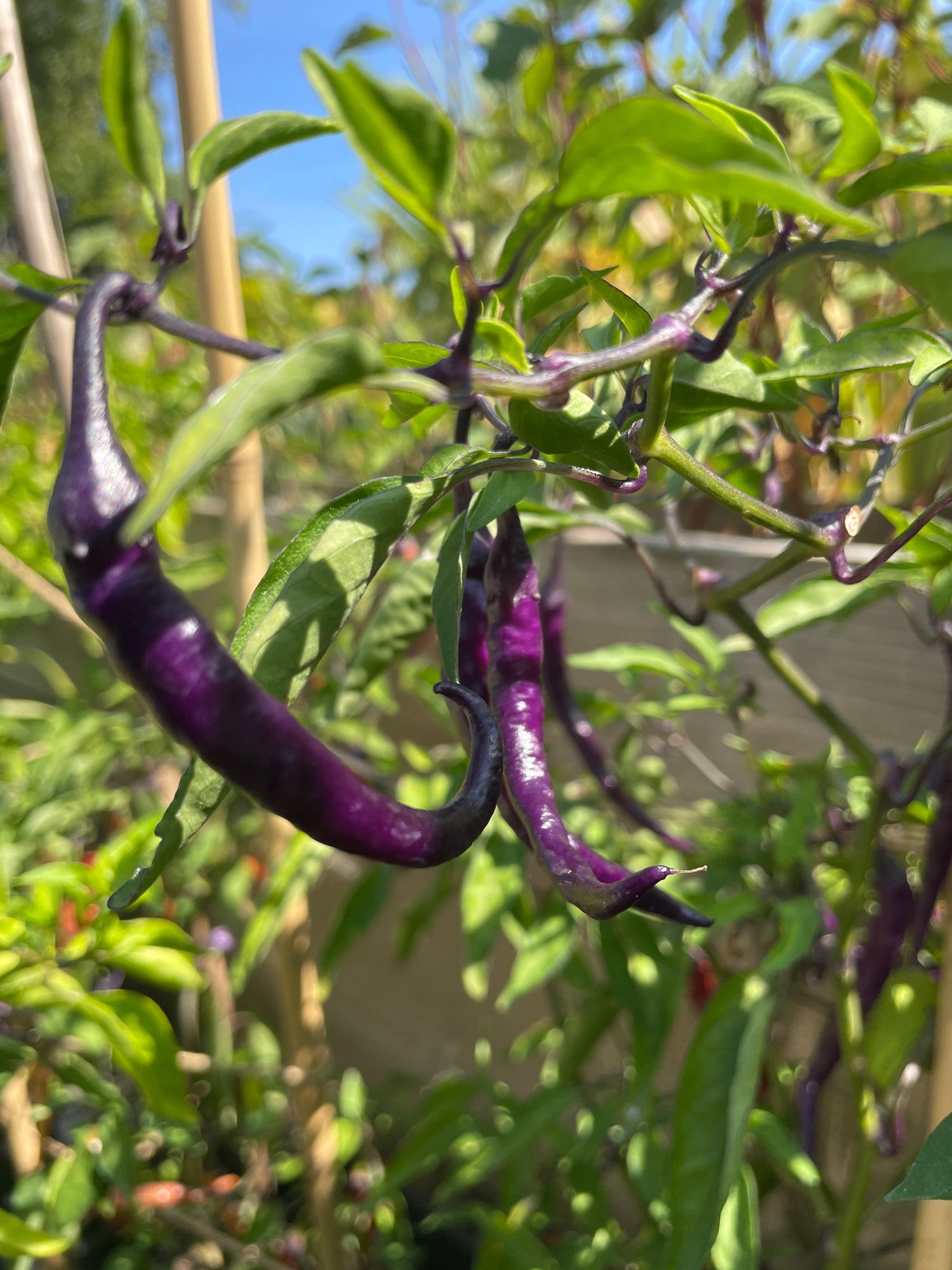 Close-up of Buena Mulata chili pods, showcasing their slender purple appearance among green leaves in the garden.