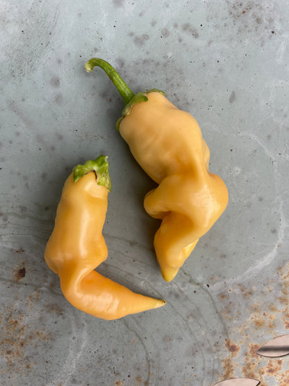 Unique yellow chili peppers on a textured surface, showcasing their distinct curved shapes.