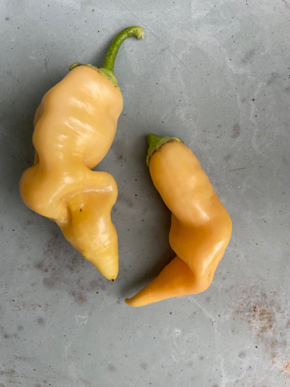 Two yellow Sugar Rush Peach Chili peppers with ridged surfaces on a textured background.