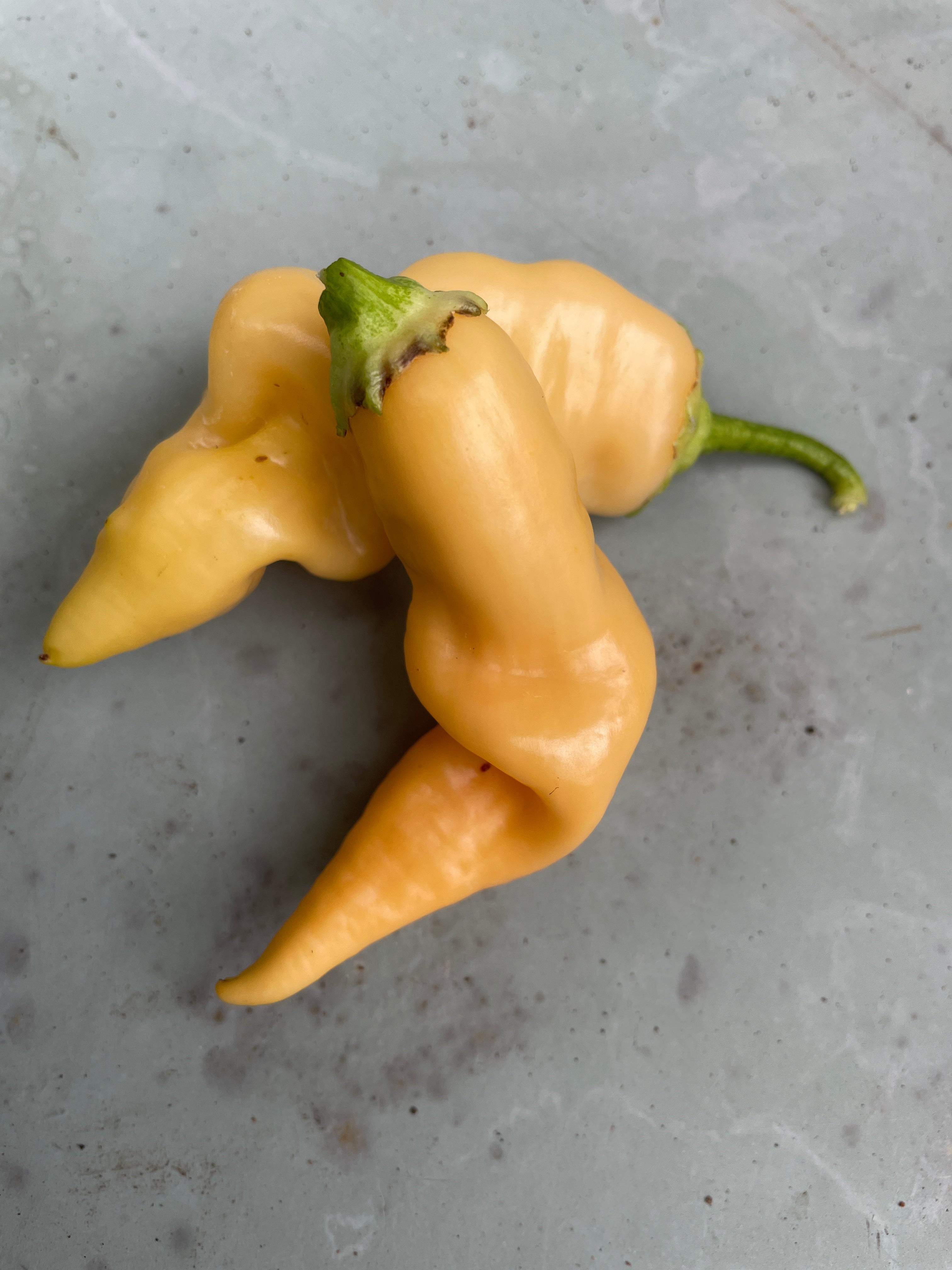 Three yellow Sugar Rush Peach Chilli peppers on a gray surface, showcasing their unique shape and gentle ridging.