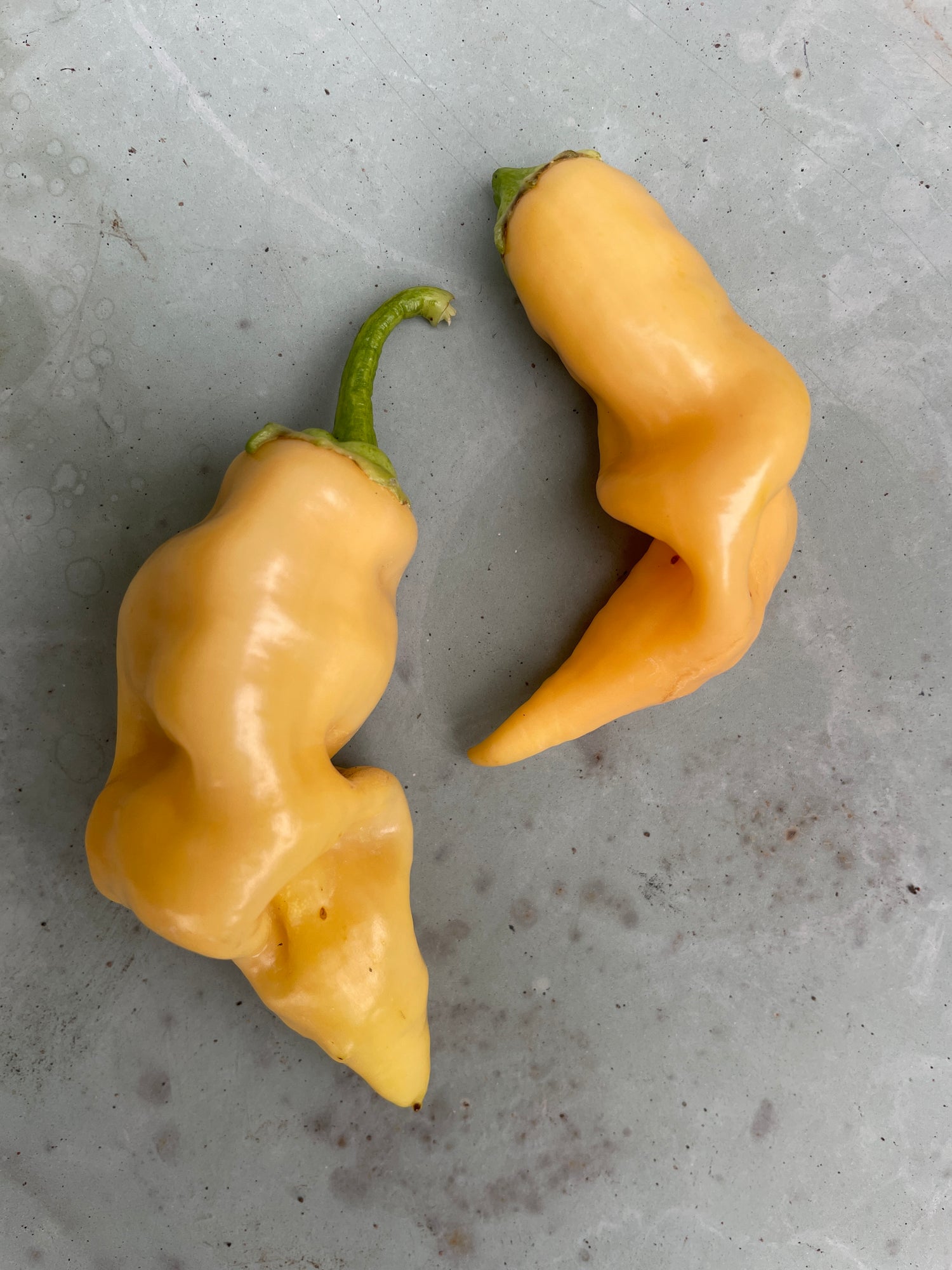 Two yellow Sugar Rush Peach Chili peppers on a gray surface, showcasing their unique wrinkled shape.