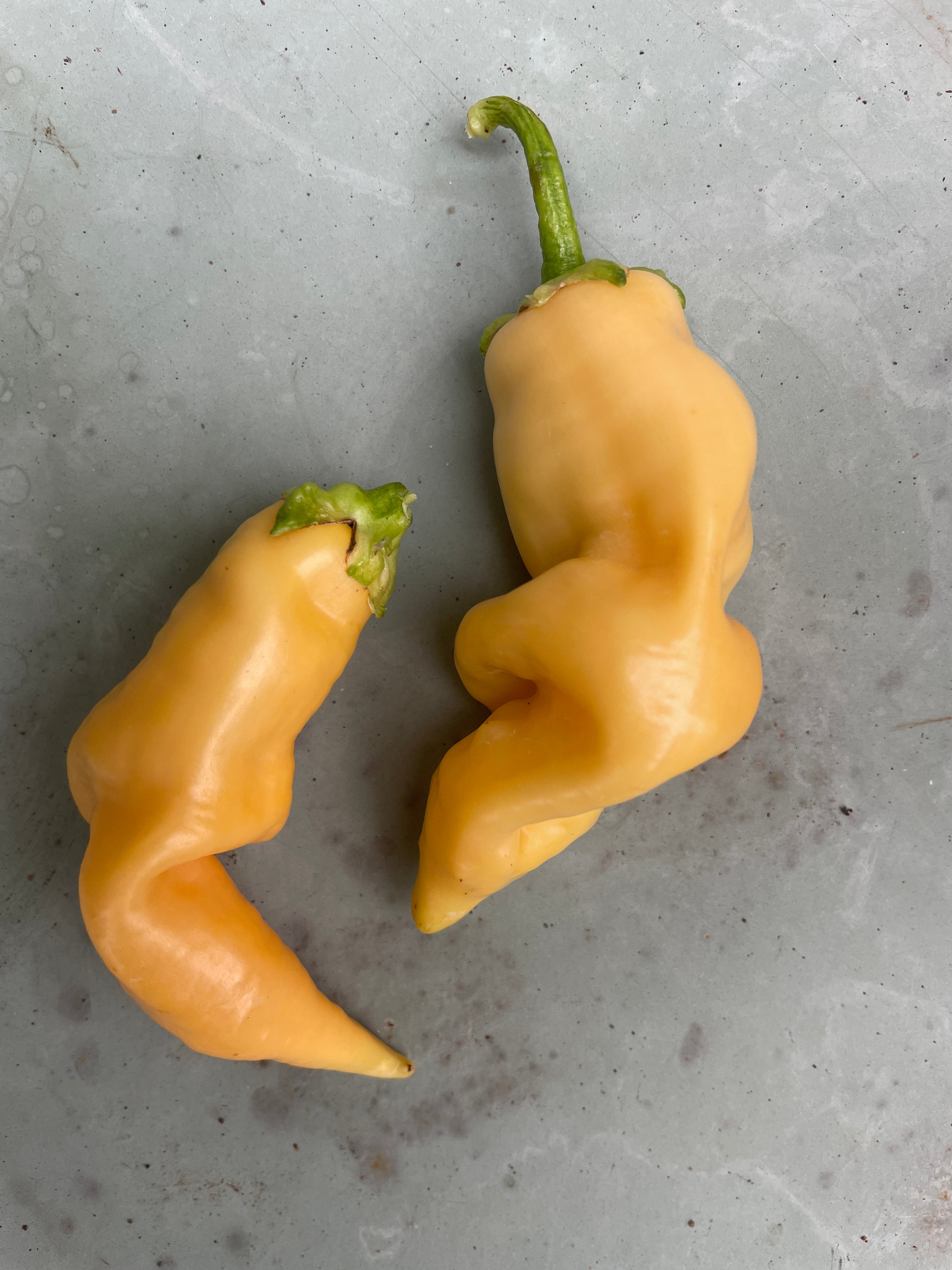 Two Sugar Rush Peach Chilli peppers on gray background, showcasing their unique curved shape and vibrant yellow color.