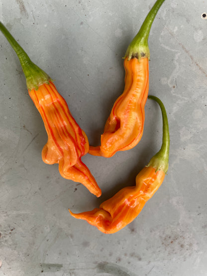 Three vibrant Sugar Rush Peach Stripey Chilli peppers on a textured surface, showcasing their unique shape and color.