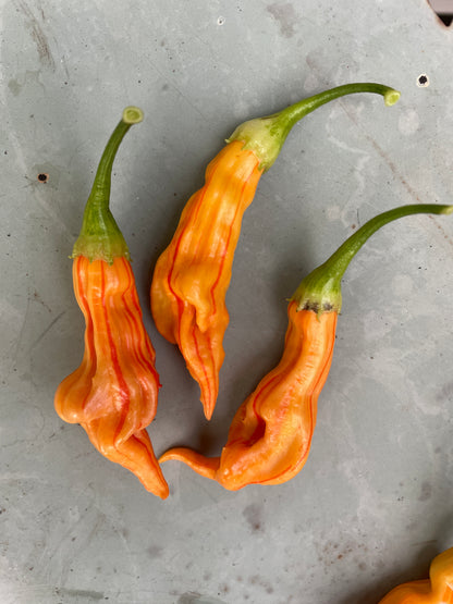 Three Sugar Rush Peach Stripey Chilli peppers with unique shapes and vibrant orange color on a gray background.