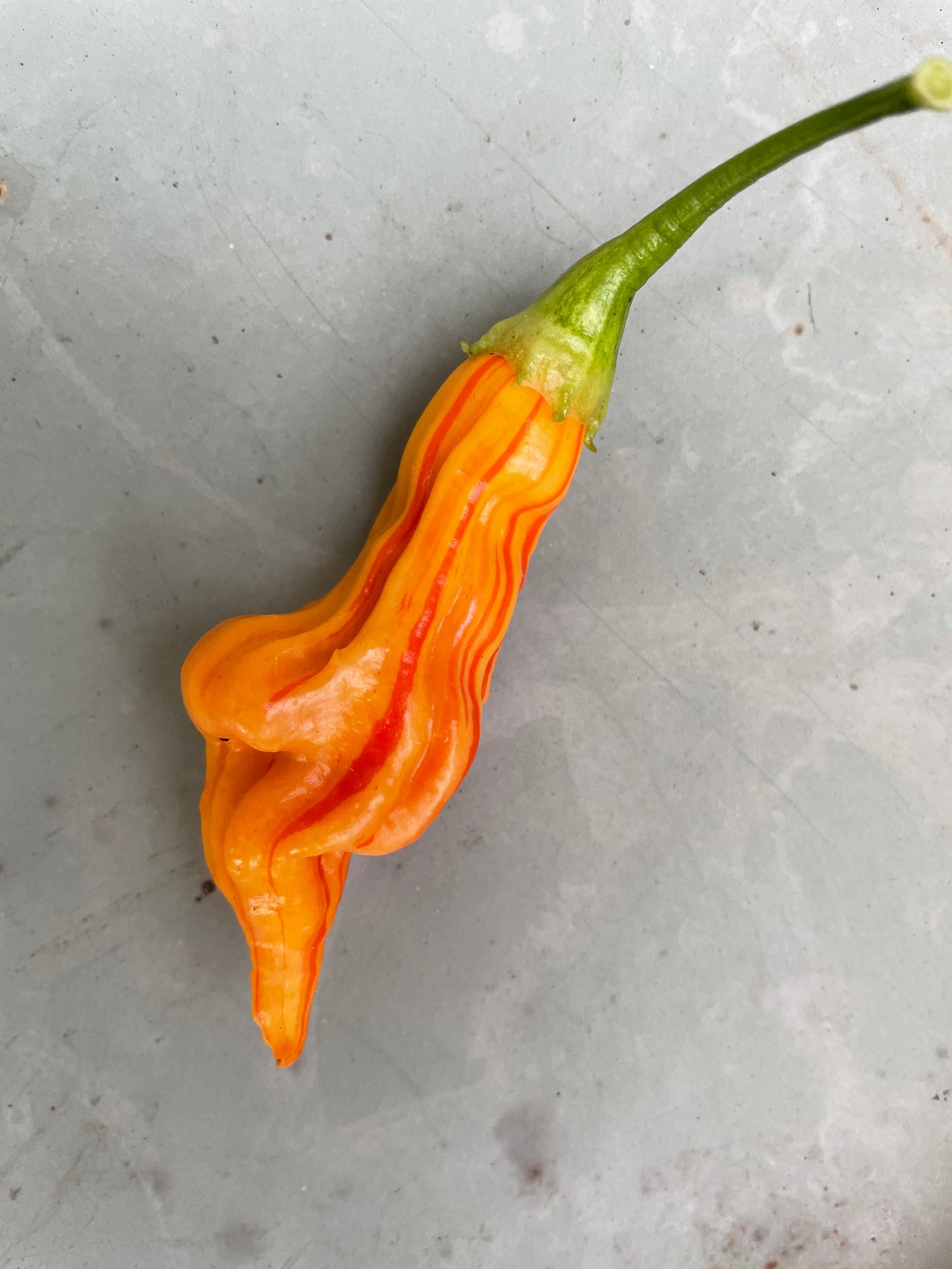 Sugar Rush Peach Stripey Chilli pod showcasing its unique wavy shape and vibrant orange color on a light background.