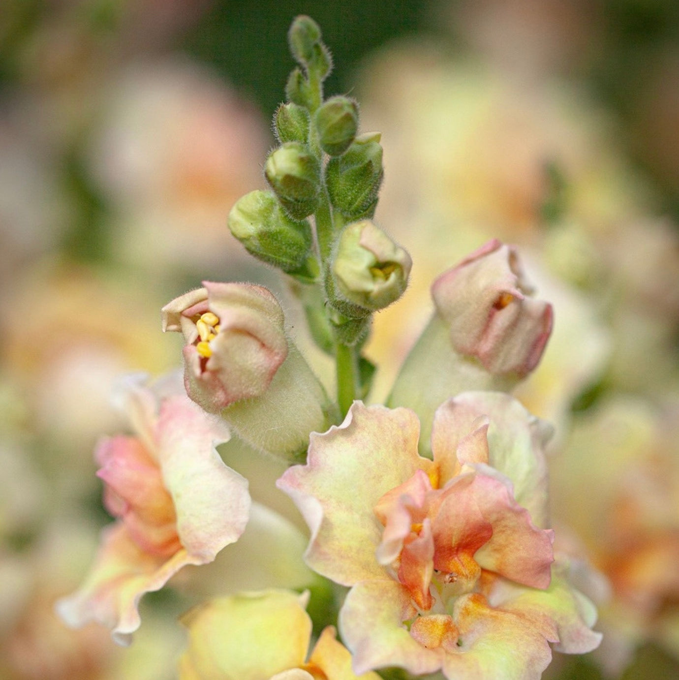 Antirrhinum DoubleShot Peach