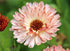 Buff and red Calendula Sherbet Fizz bloom with rich petals in a garden setting