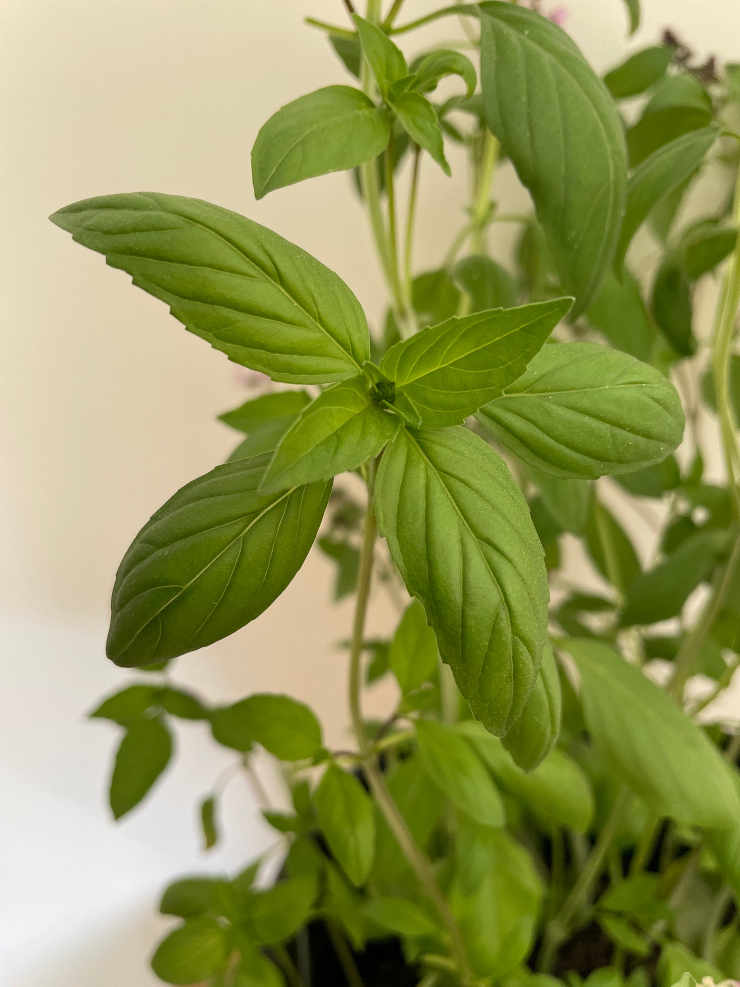 Vibrant green leaves of Large Leaf Thai Basil, a fragrant herb ideal for Thai cooking and flavorful dishes.