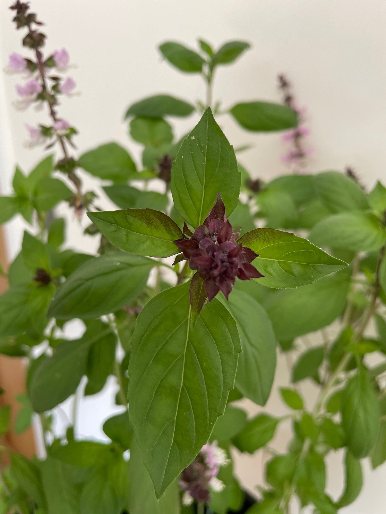 A close-up of Large Leaf Thai Basil, showcasing its purple-green leaves and aromatic flowers, ideal for Thai cooking.