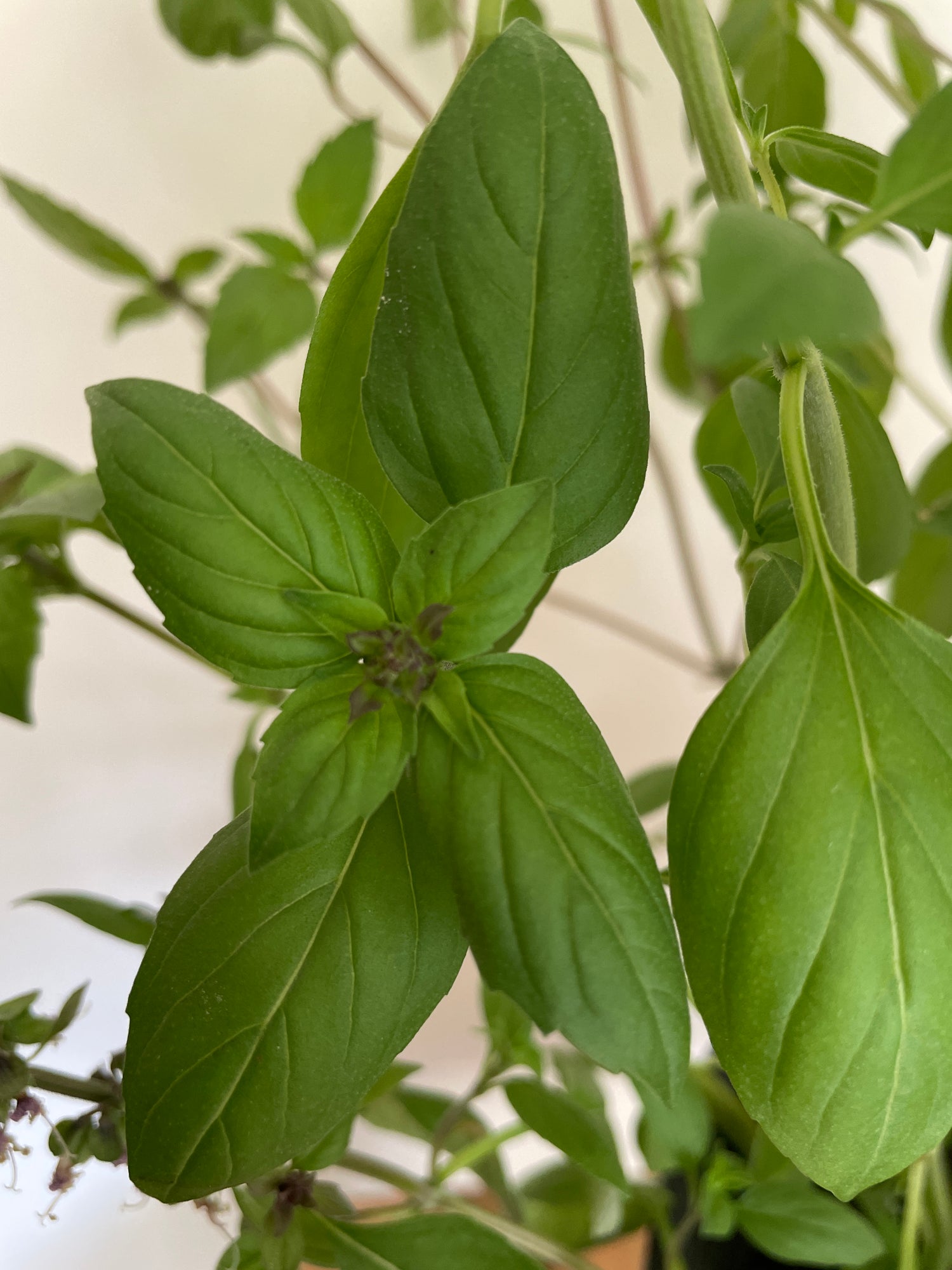 Close-up of vibrant green Large Leaf Thai Basil, showcasing its aromatic leaves for cooking.